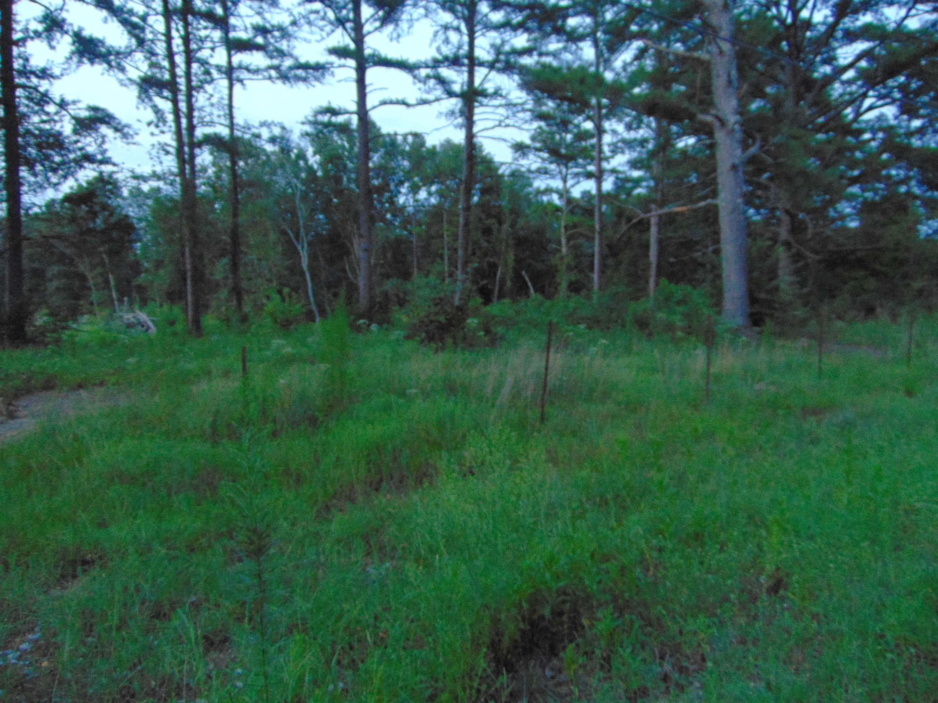 0 Co Rd 8, Waterloo, AL 35677 — photo 6