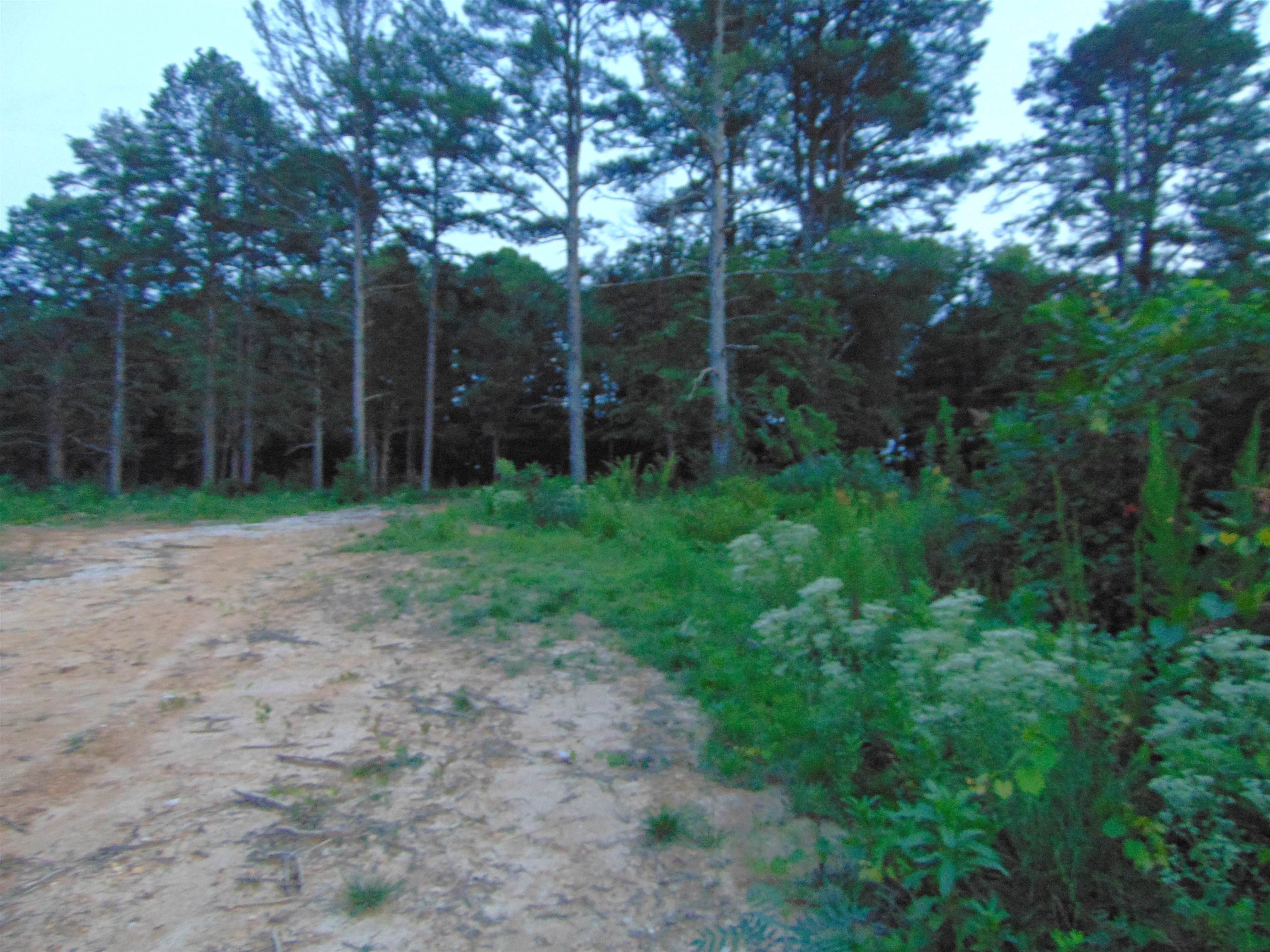 0 Co Rd 8, Waterloo, AL 35677 — photo 8