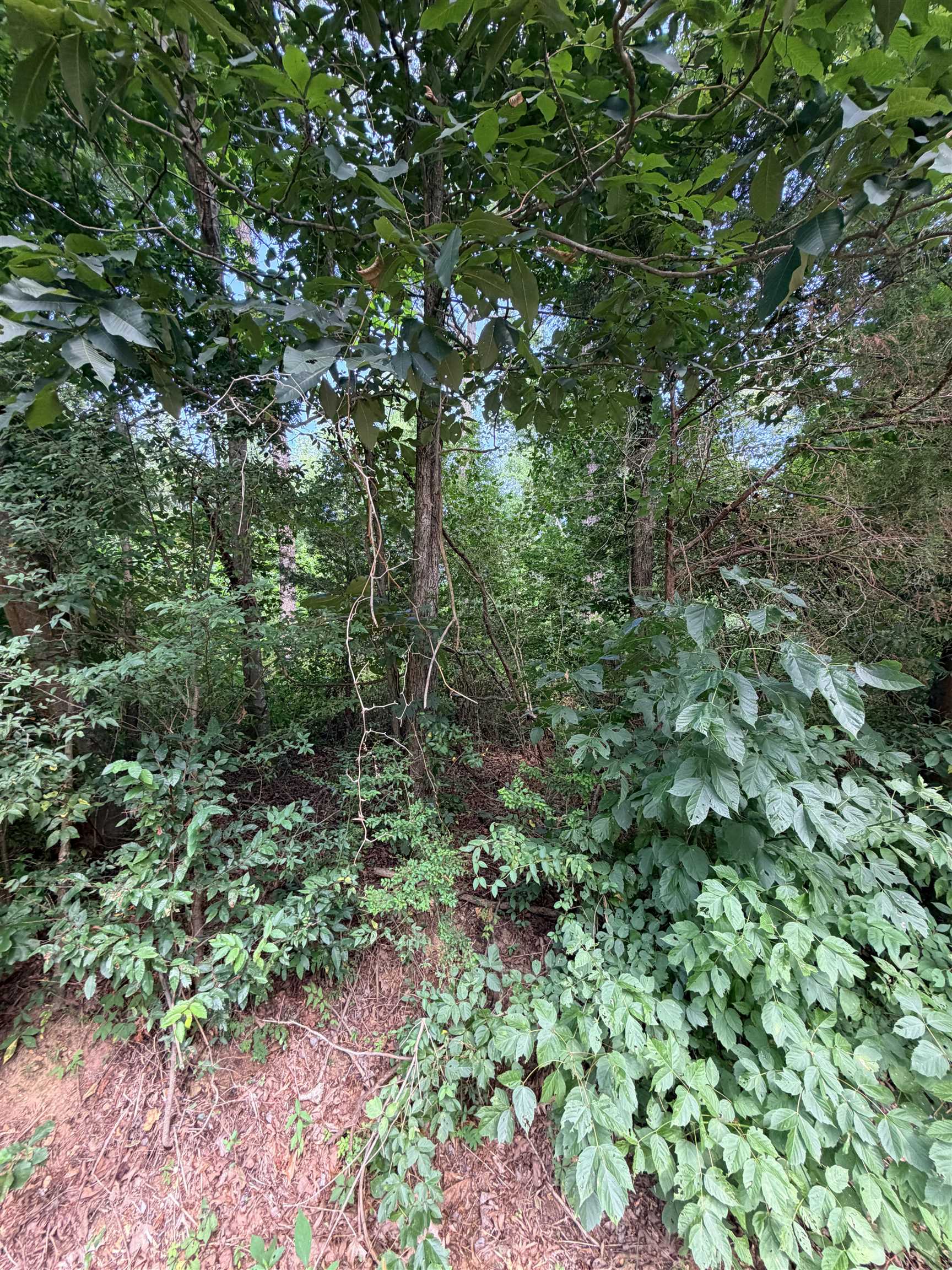0 Willingham Hill Rd, Tuscumbia, AL 35674 — photo 4