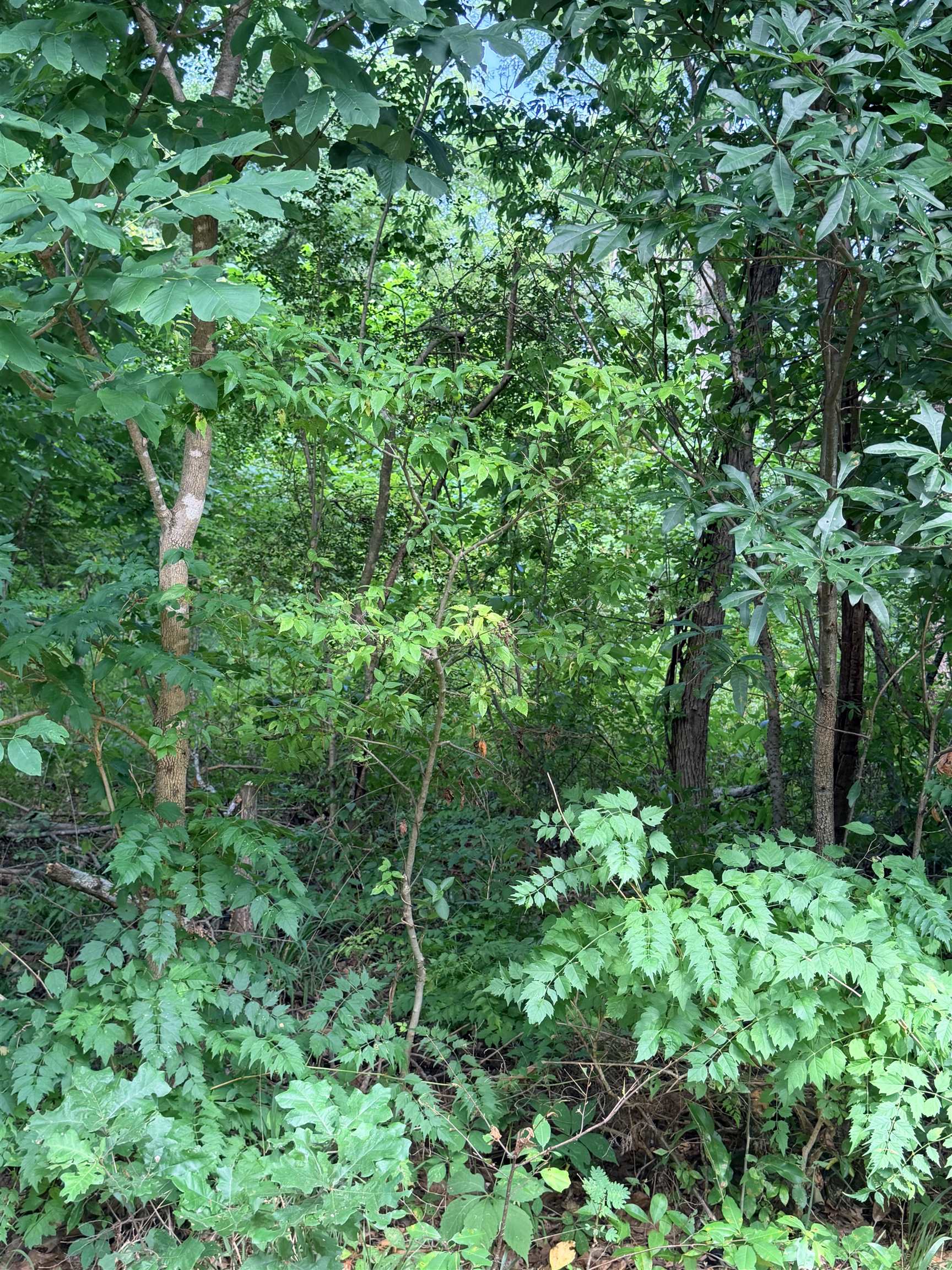 0 Willingham Hill Rd, Tuscumbia, AL 35674 — photo 5