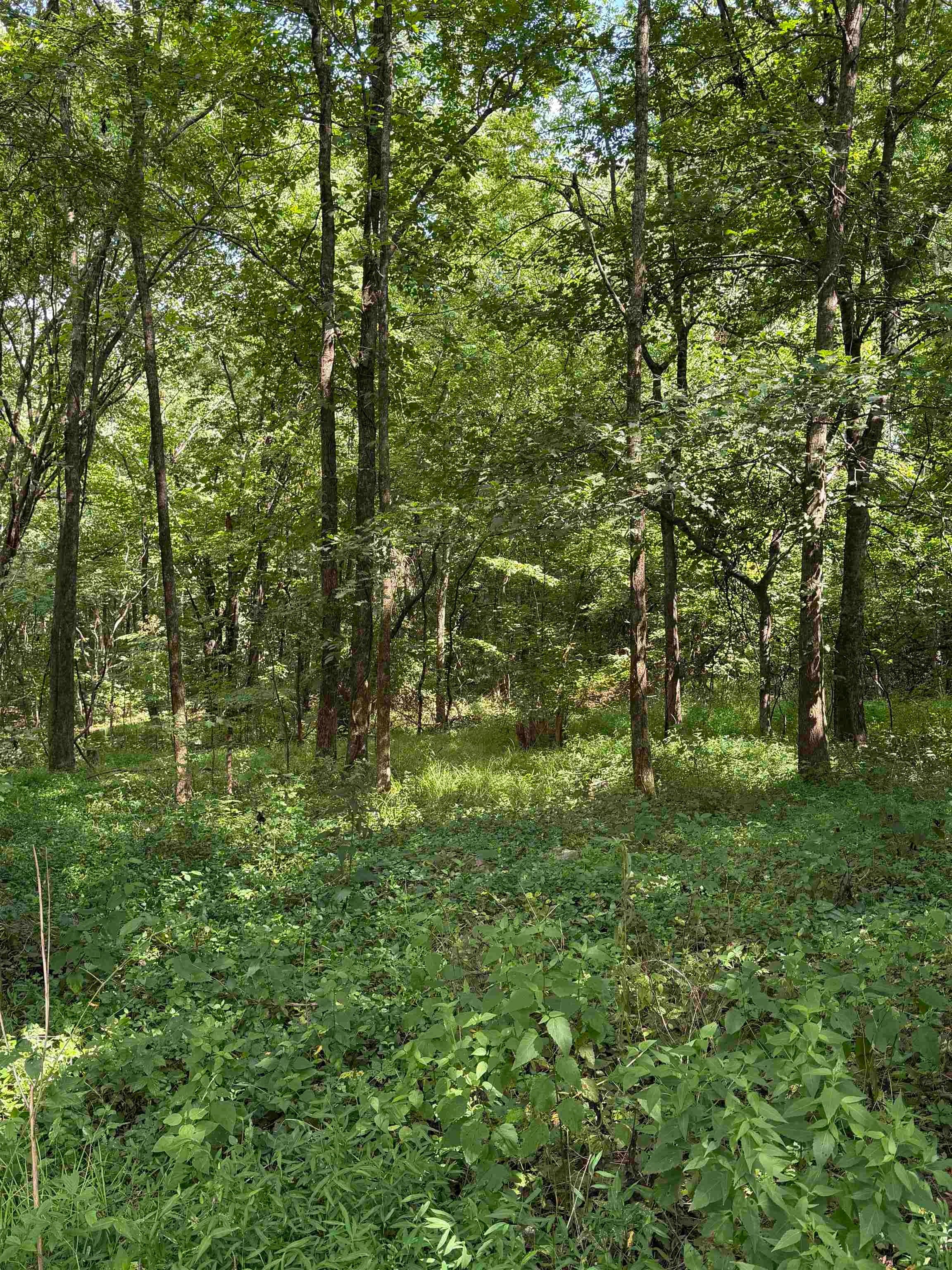5470 Frankfort Rd, Tuscumbia, AL 35674 — photo 4