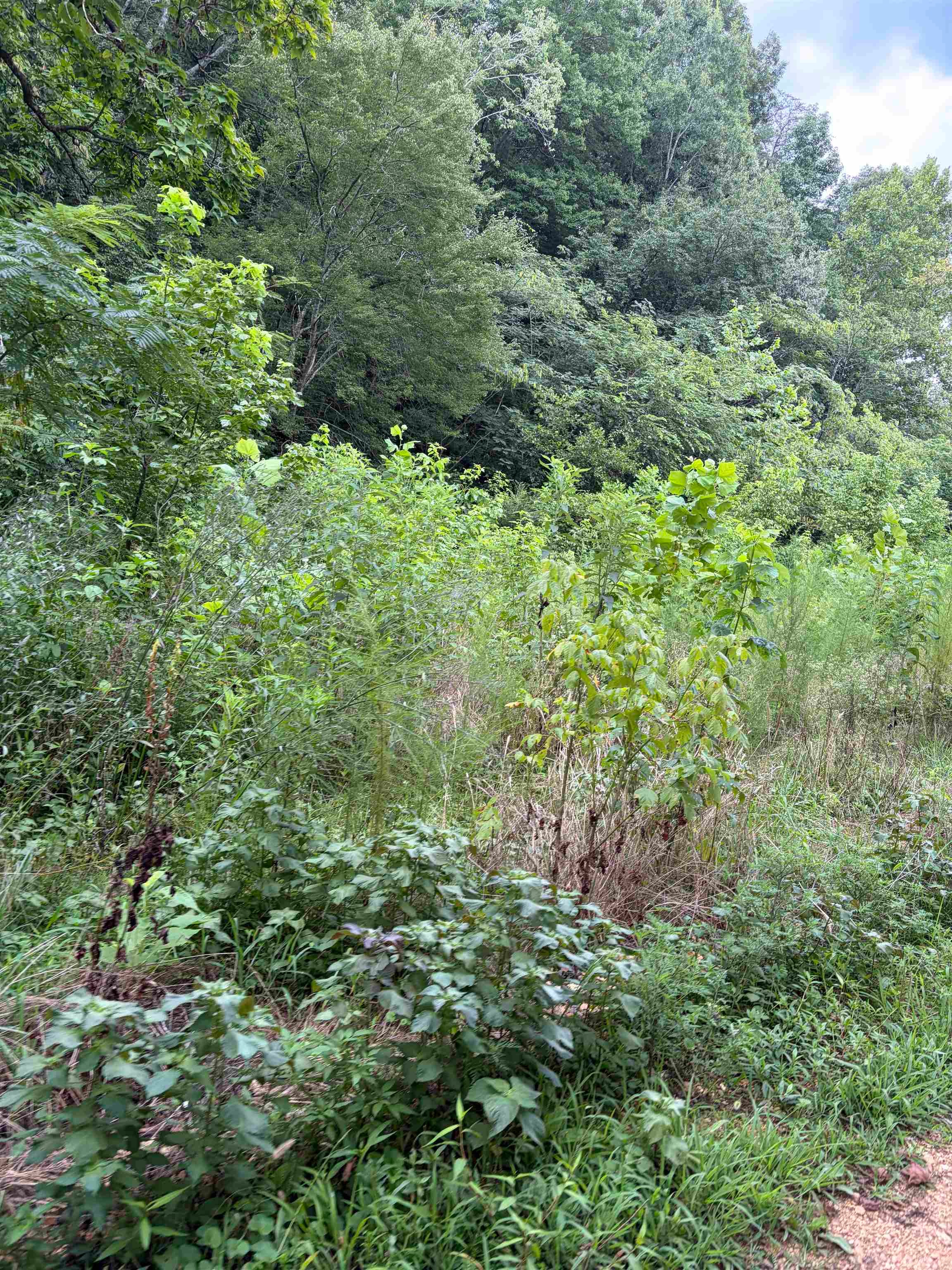 40 Edmonds Hollow Rd, Waterloo, AL 35677 — photo 5