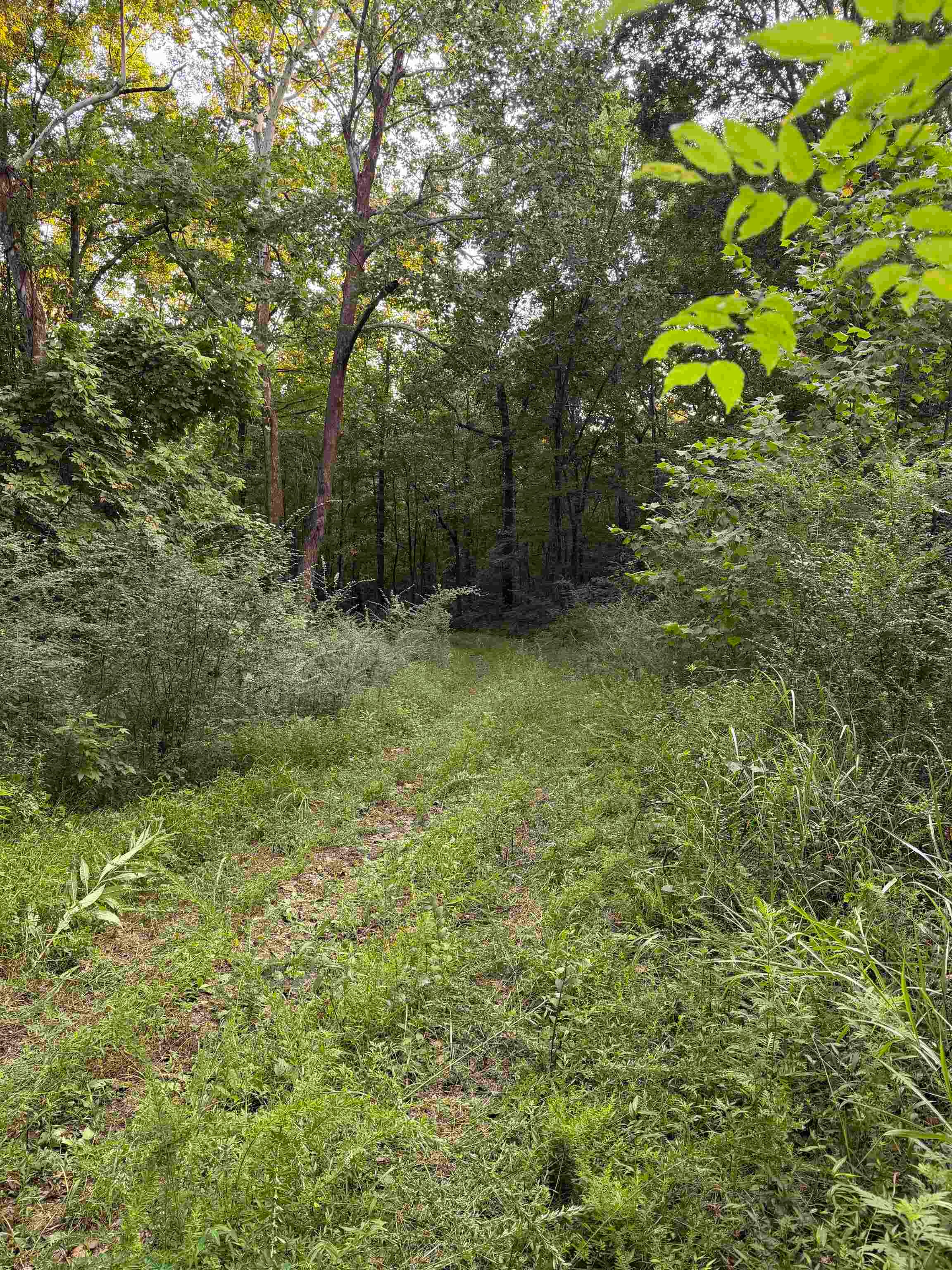 00000 Frankfort Rd, Tuscumbia, AL 35674 — photo 2