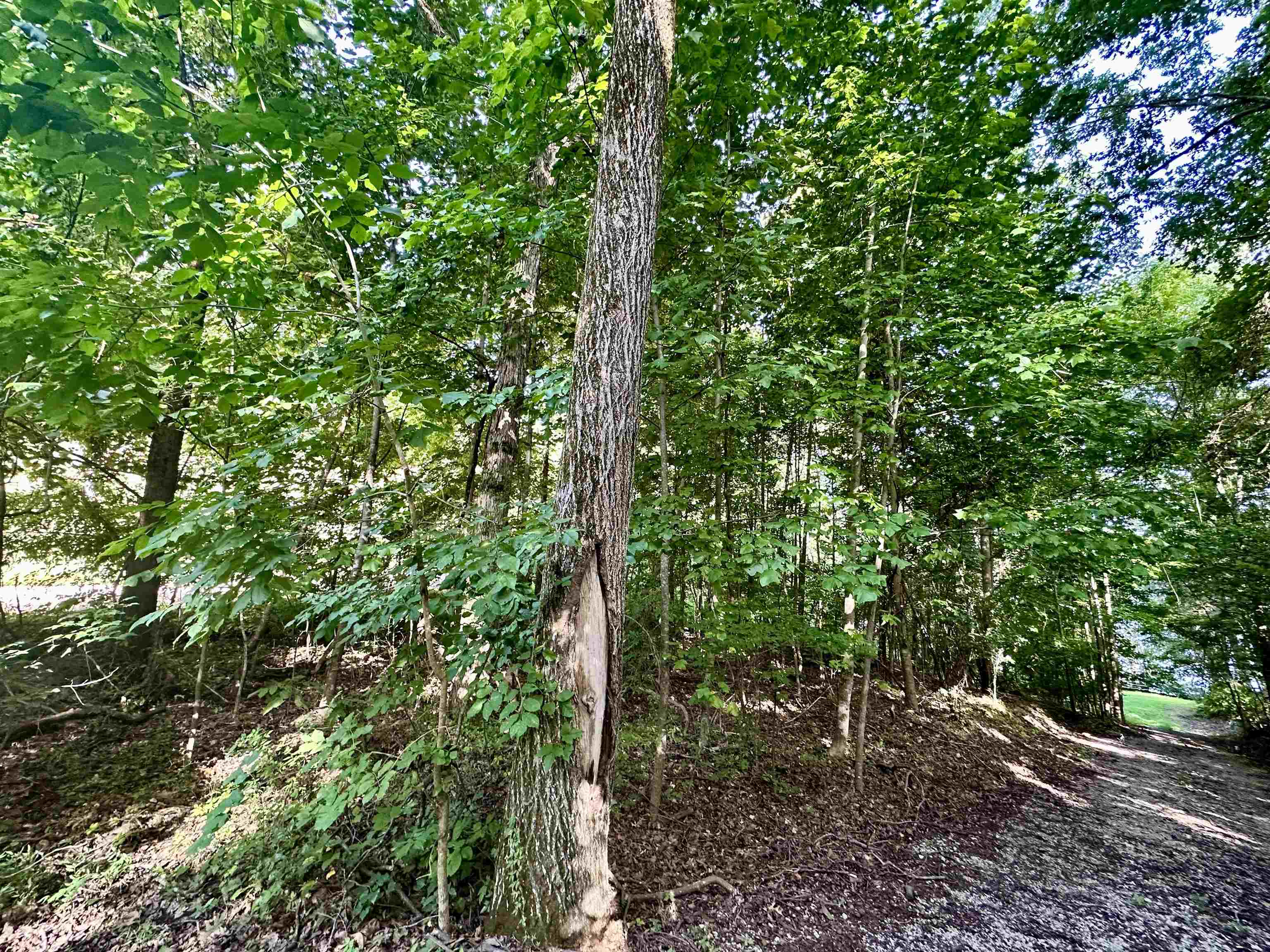 0 Paradise Dr, Waterloo, AL 35677 — photo 4