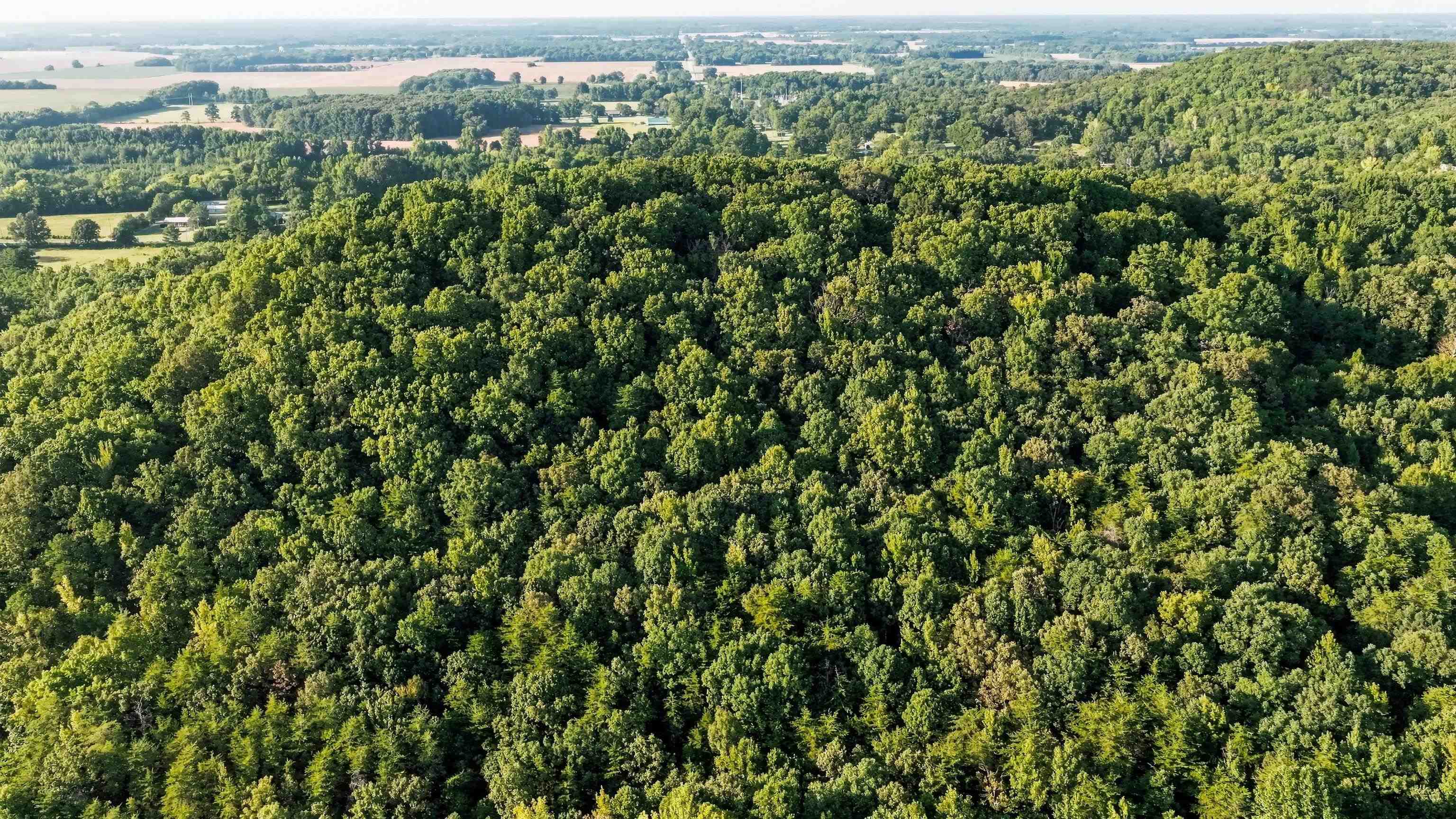 13808 Alabama Hwy 101, Town Creek, AL 35672 — photo 5