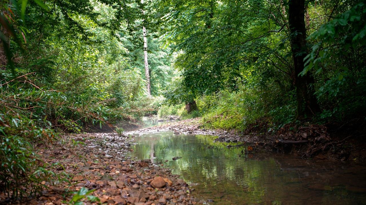 0 Wagnon Mountain Rd, Tuscumbia, AL 35674 — photo 12