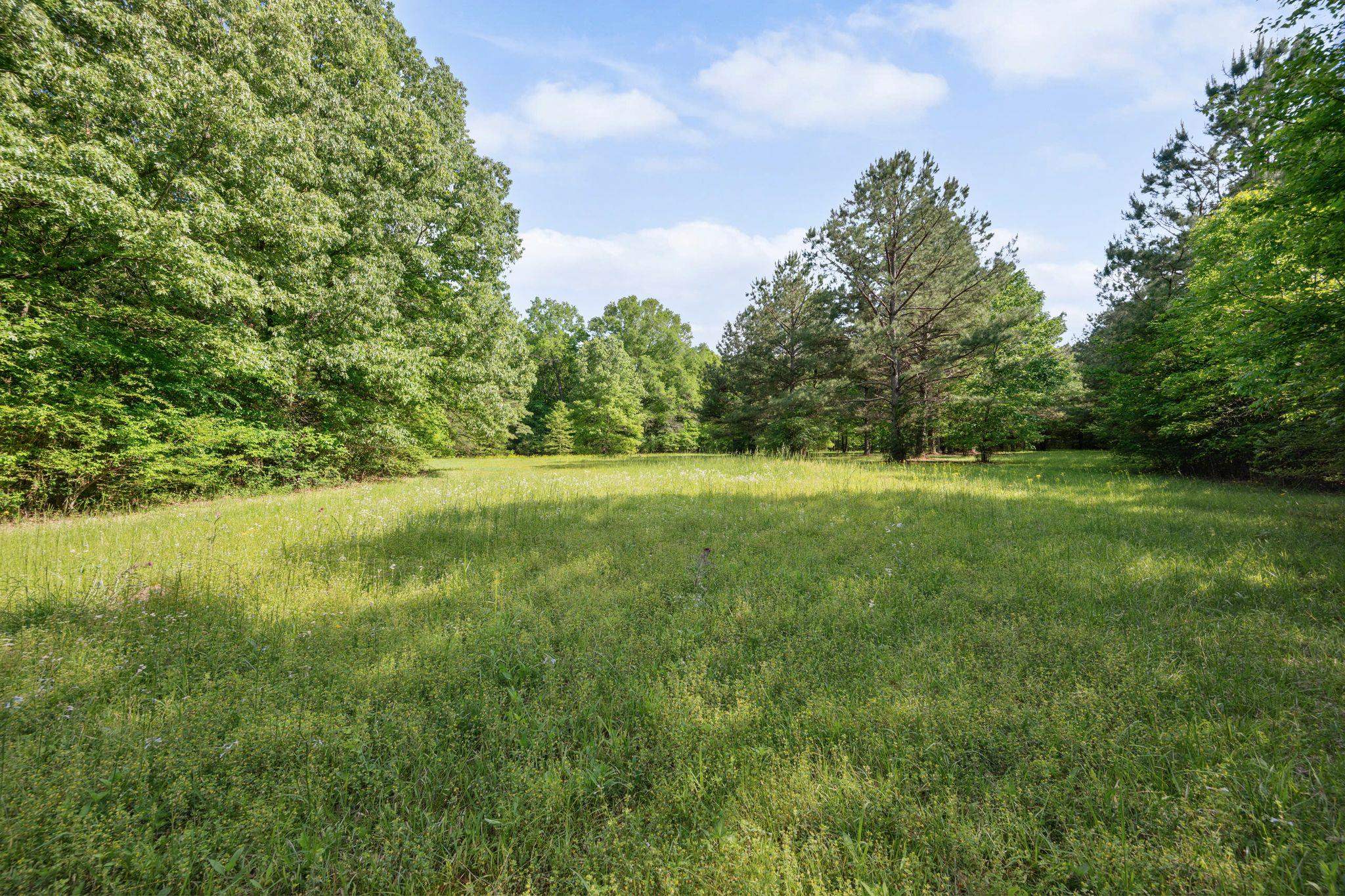0 Hwy 157, Leighton, AL 35646 — photo 5