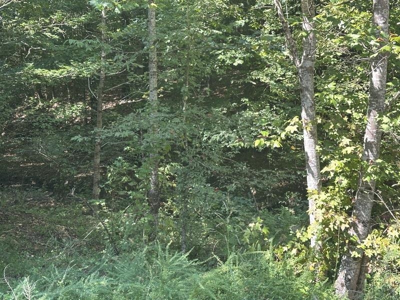 Lot 2 Cedar Ridge Rd, Russellville, AL 35653 — photo 3