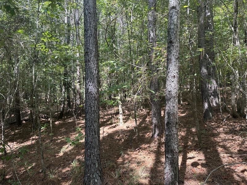 Lot 6 Cedar Ridge Rd, Russellville, AL 35653 — photo 8