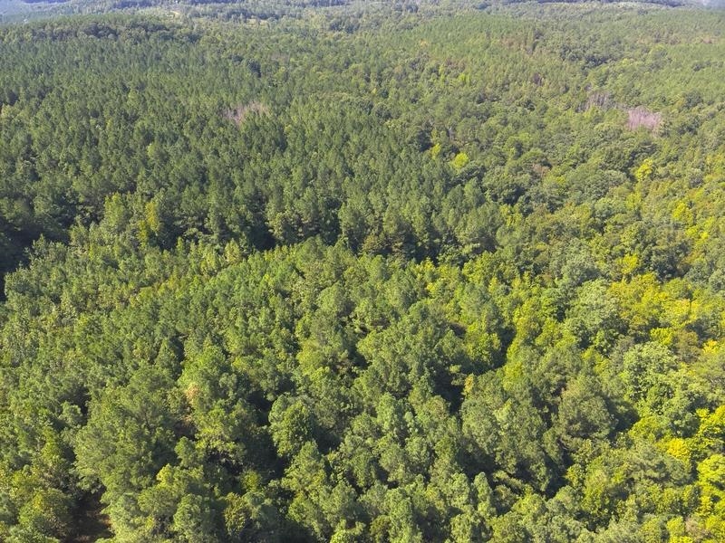 Lot 7 Cedar Ridge Rd, Russellville, AL 35653 — photo 9