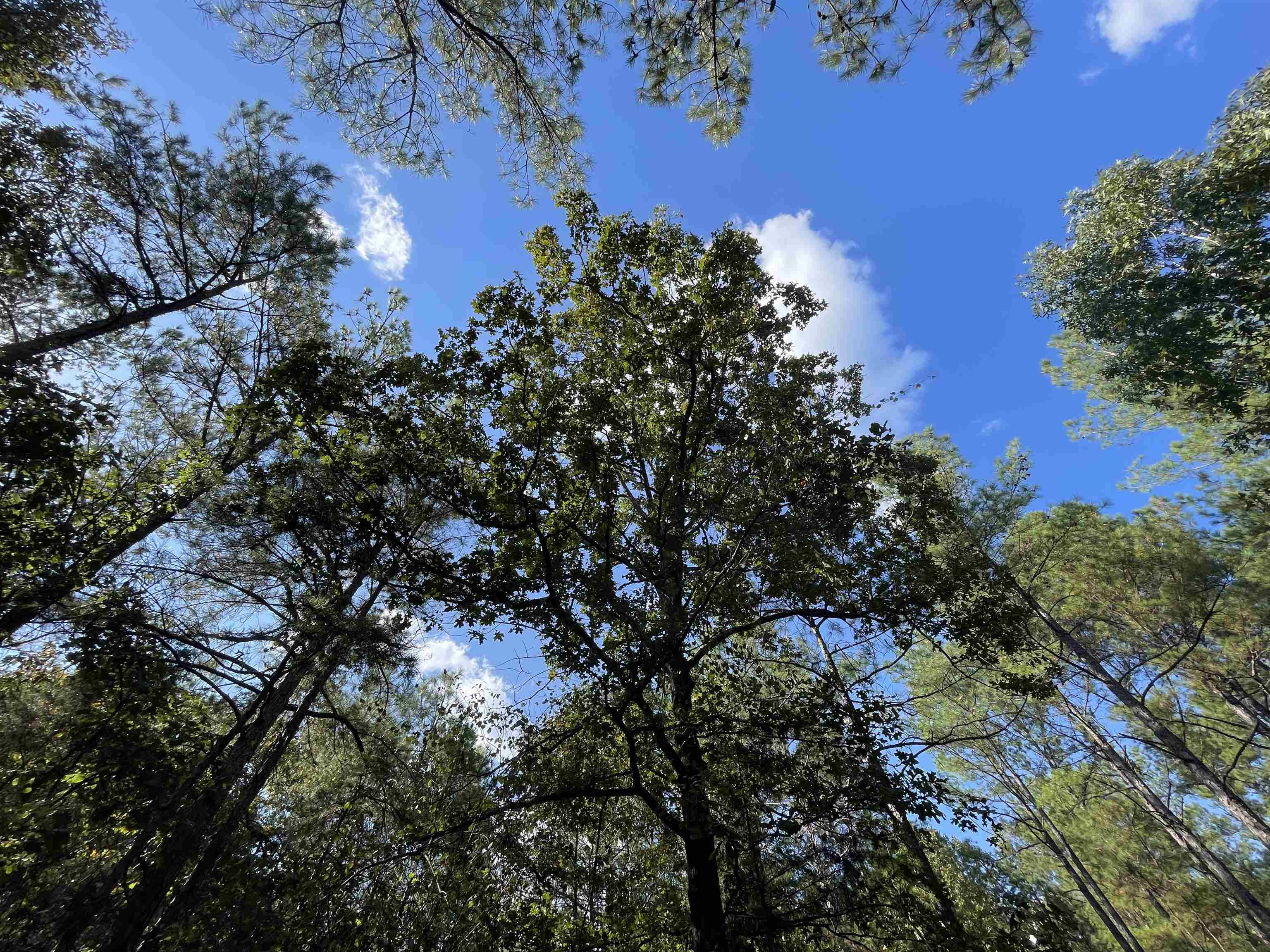 0 Glass Rd, Sulligent, AL 35586 — photo 11
