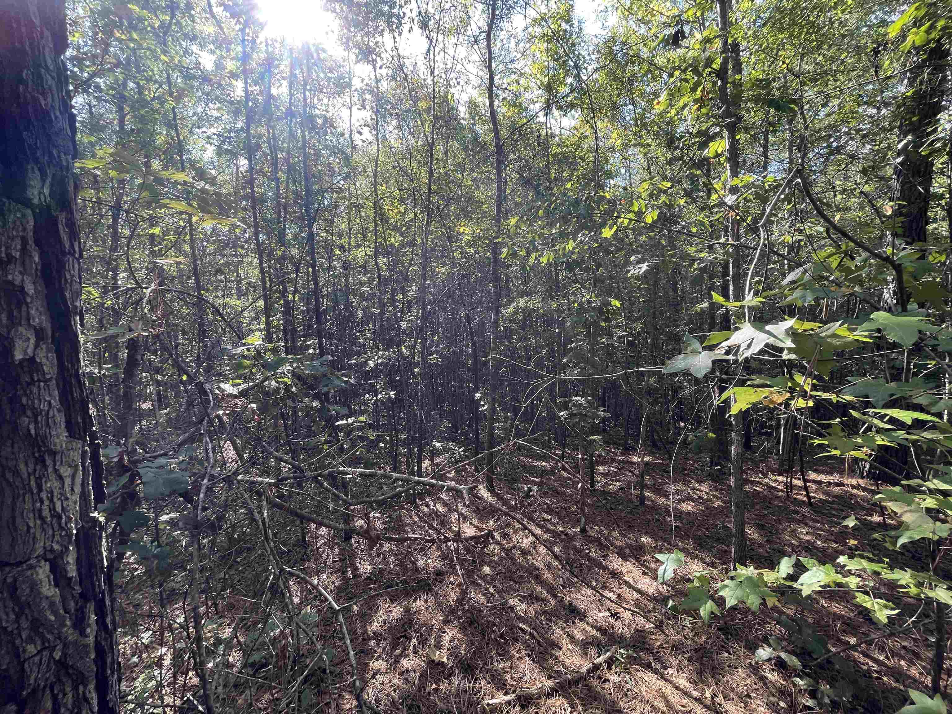 0 Glass Rd, Sulligent, AL 35586 — photo 8