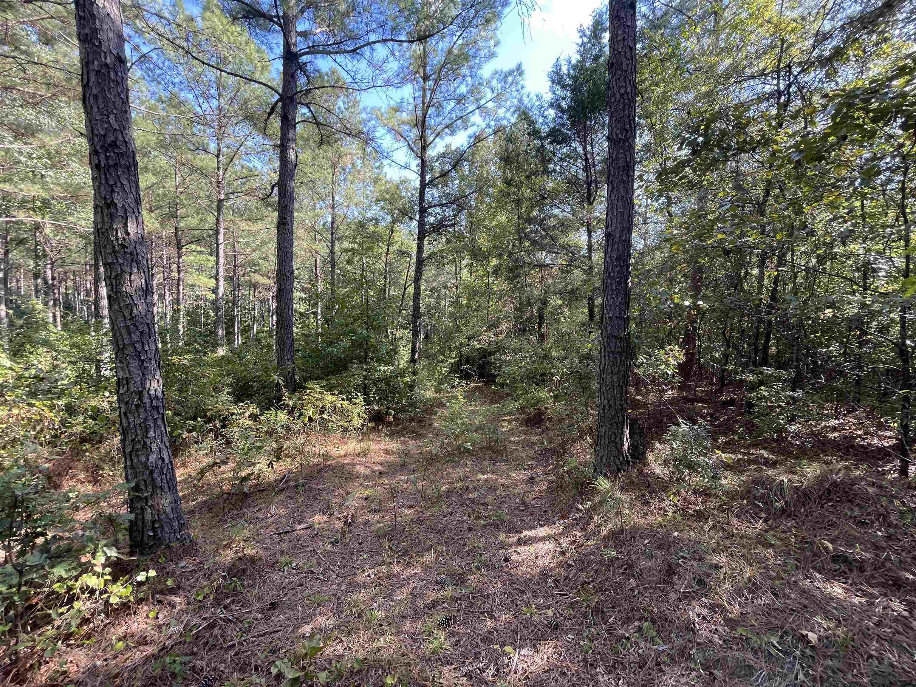 0 Glass Rd, Sulligent, AL 35586 — photo 10