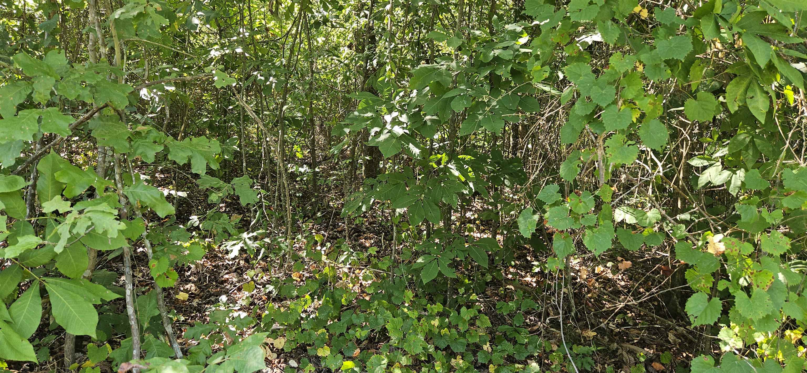 0 Wellington Rdg, Cherokee, AL 35616 — photo 2