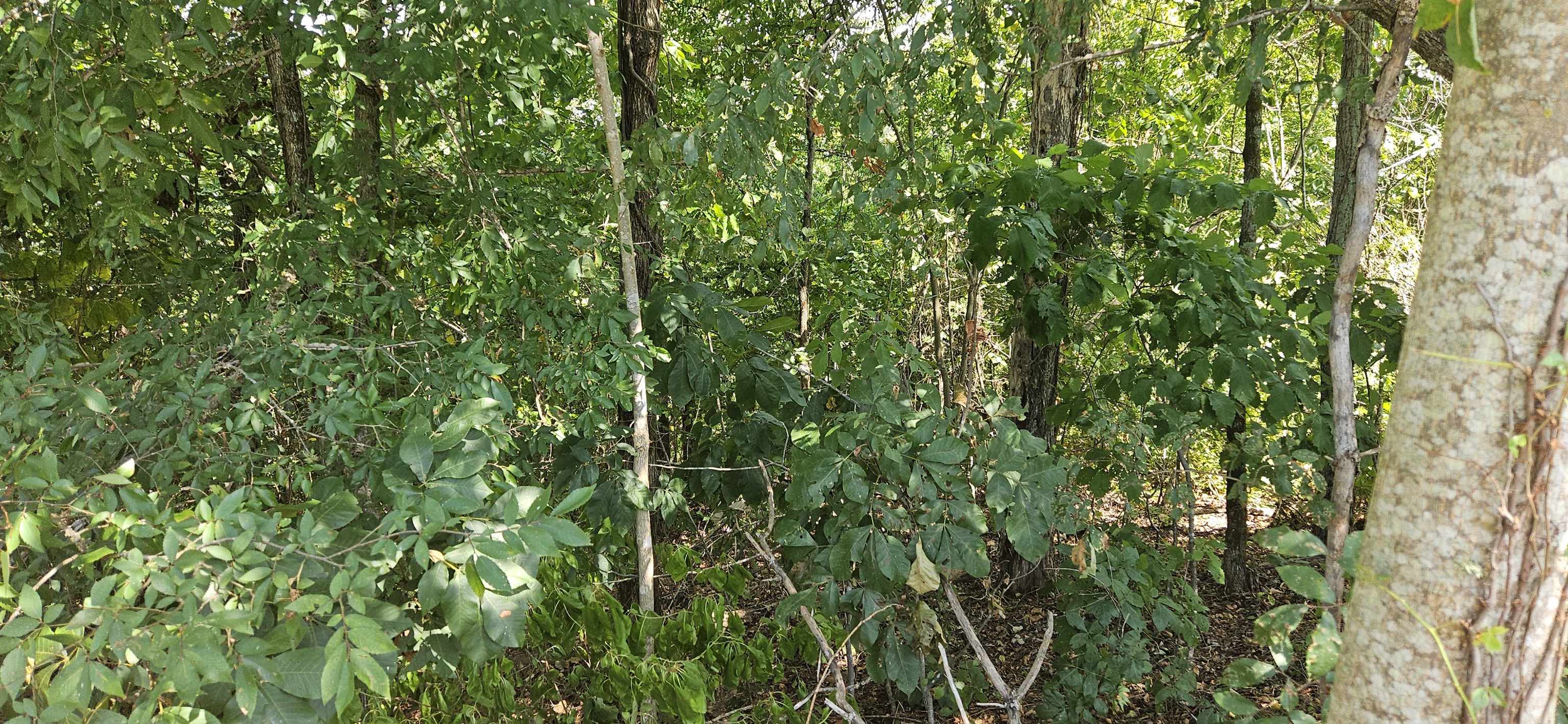 0 Wellington Rdg, Cherokee, AL 35616 — photo 4