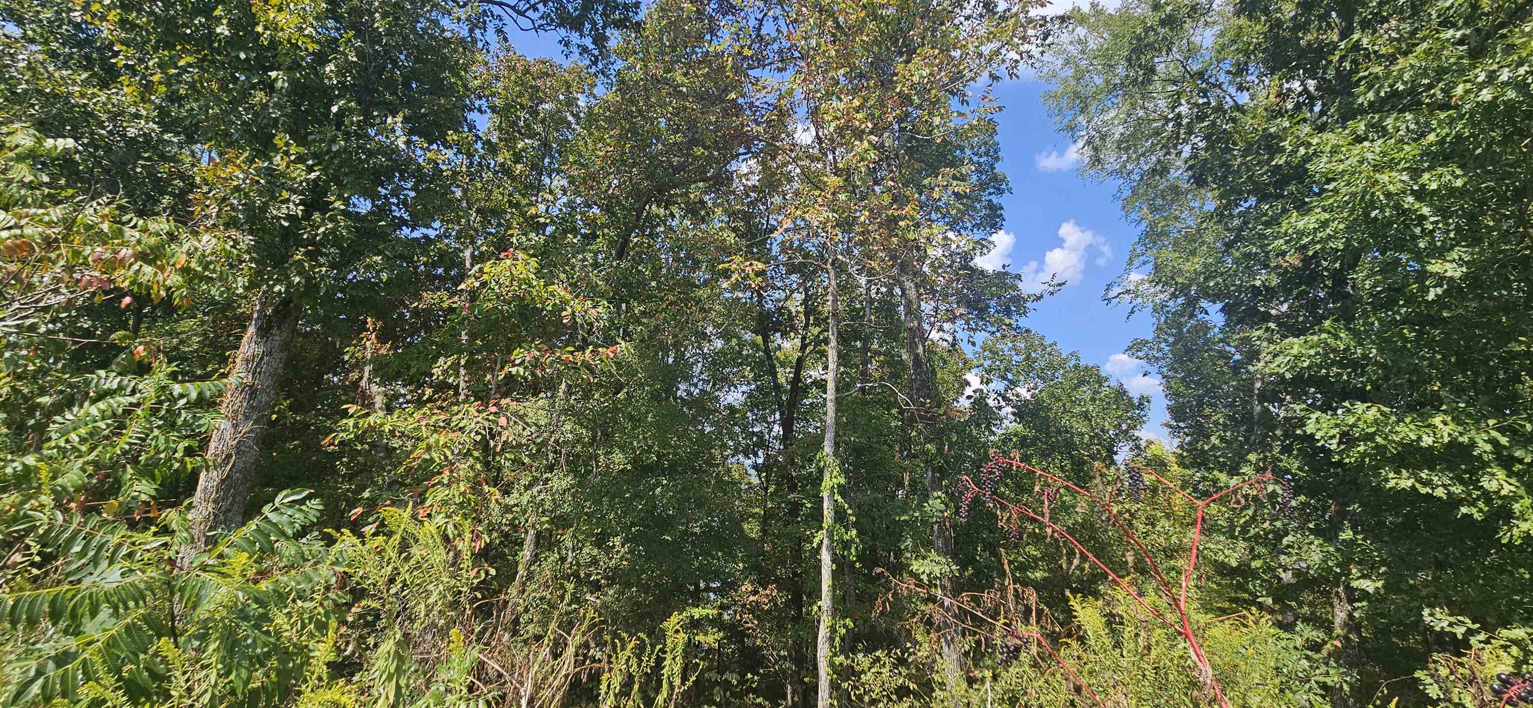 000 Imperial Lp, Cherokee, AL 35616 — photo 2
