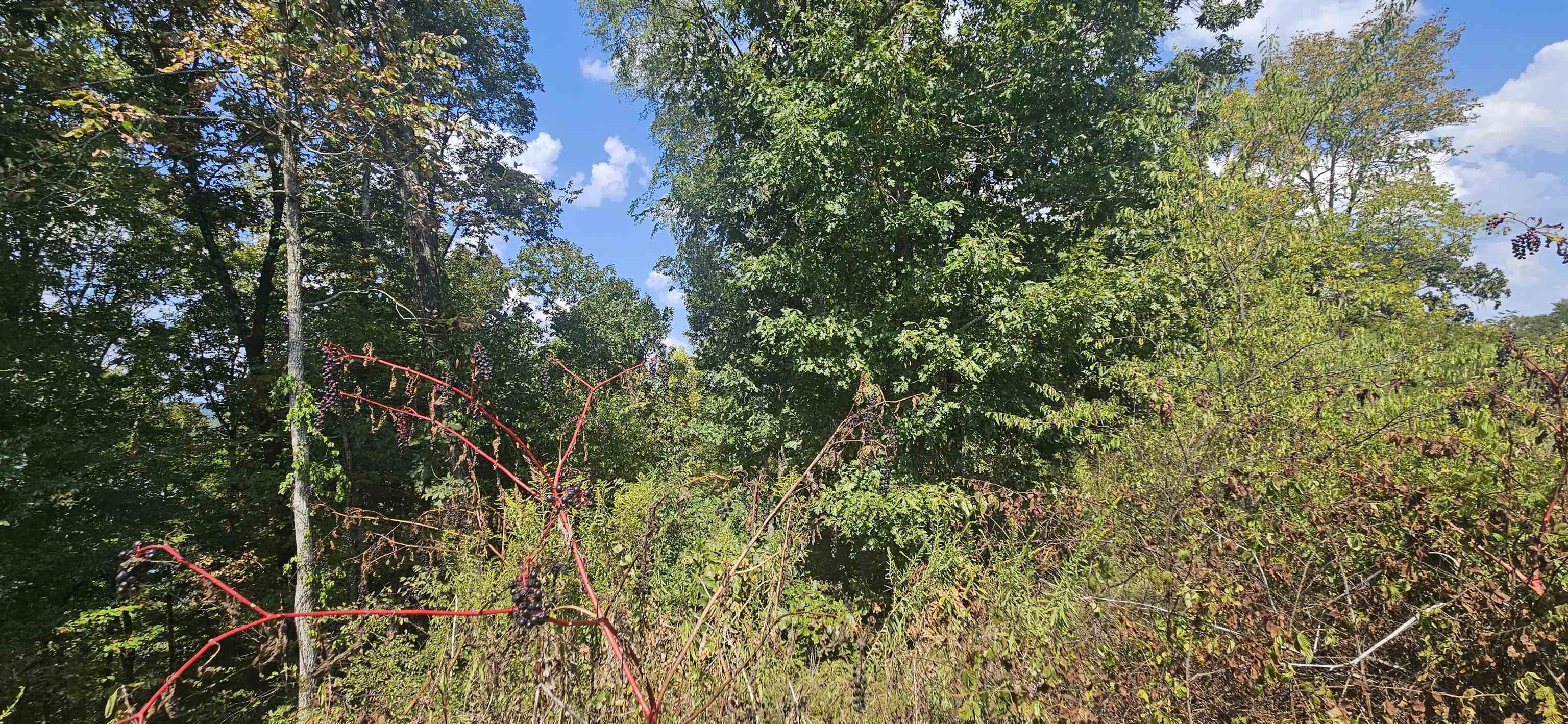 000 Imperial Lp, Cherokee, AL 35616 — photo 3