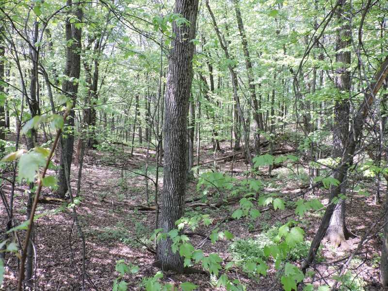 4781 TURKEY TRAIL, Amherst, Wisconsin 54406, ,Land,For Sale,4781 TURKEY TRAIL,1503119