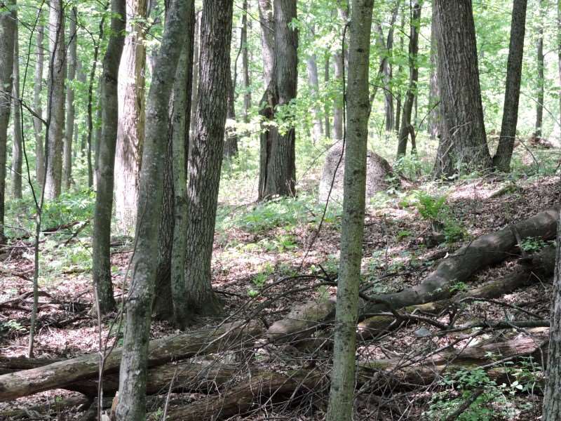 4781 TURKEY TRAIL, Amherst, Wisconsin 54406, ,Land,For Sale,4781 TURKEY TRAIL,1503119