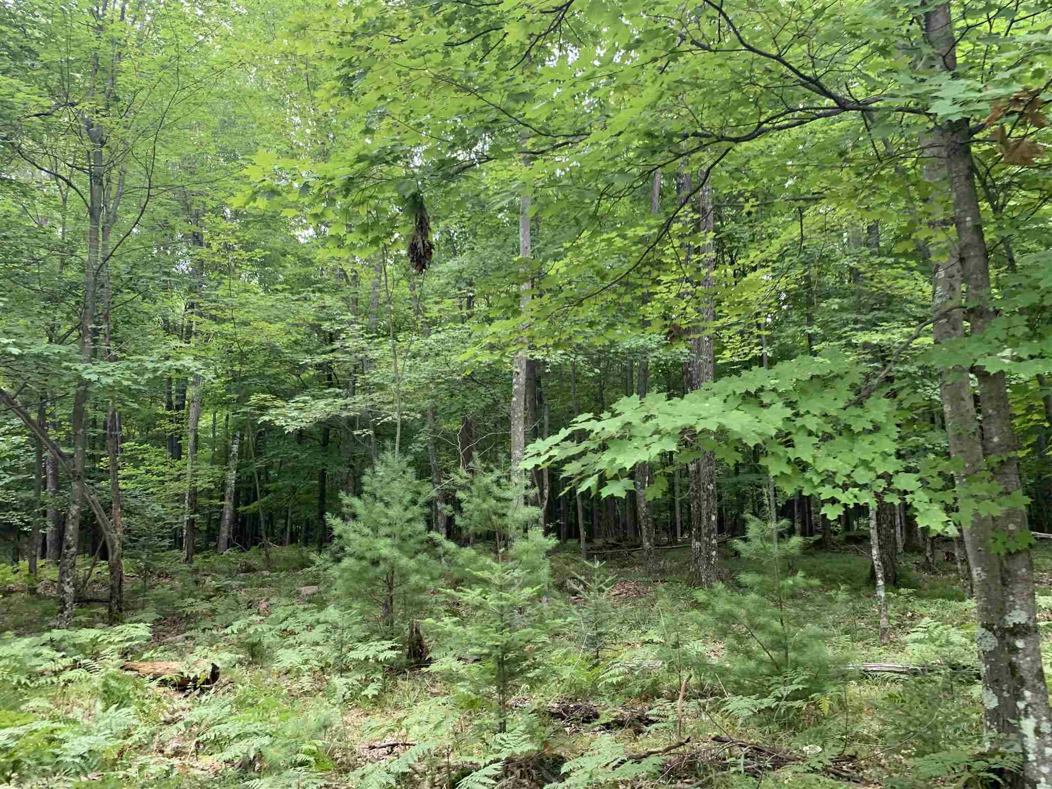 178375 MISSION LAKE ROAD, Hatley, Wisconsin 54440, ,Land,For Sale,178375 MISSION LAKE ROAD,22104480