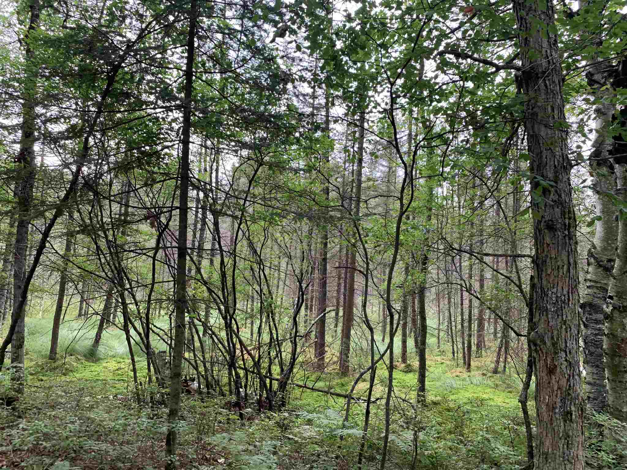 178375 MISSION LAKE ROAD, Hatley, Wisconsin 54440, ,Land,For Sale,178375 MISSION LAKE ROAD,22104480