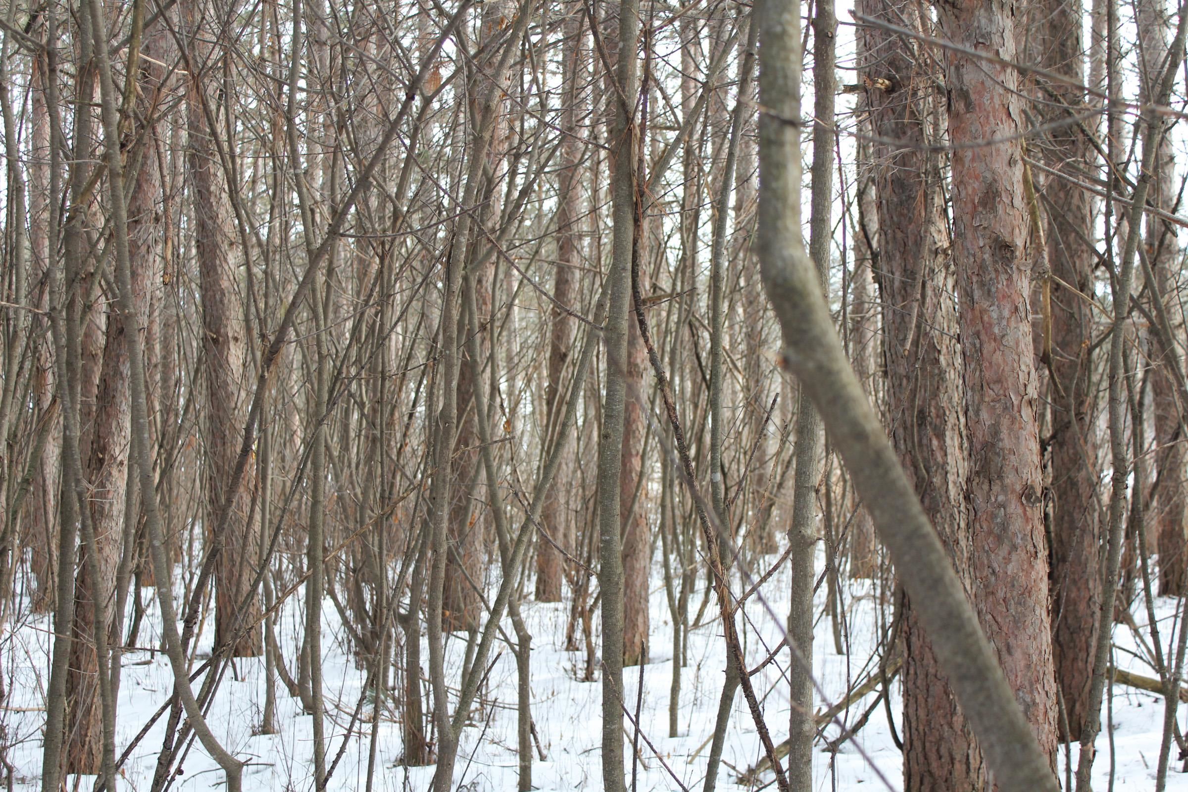 +/-2.8 Acres STATE HIGHWAY 64, Medford, Wisconsin 54451, ,Land,For Sale,+/-2.8 Acres STATE HIGHWAY 64,22204100