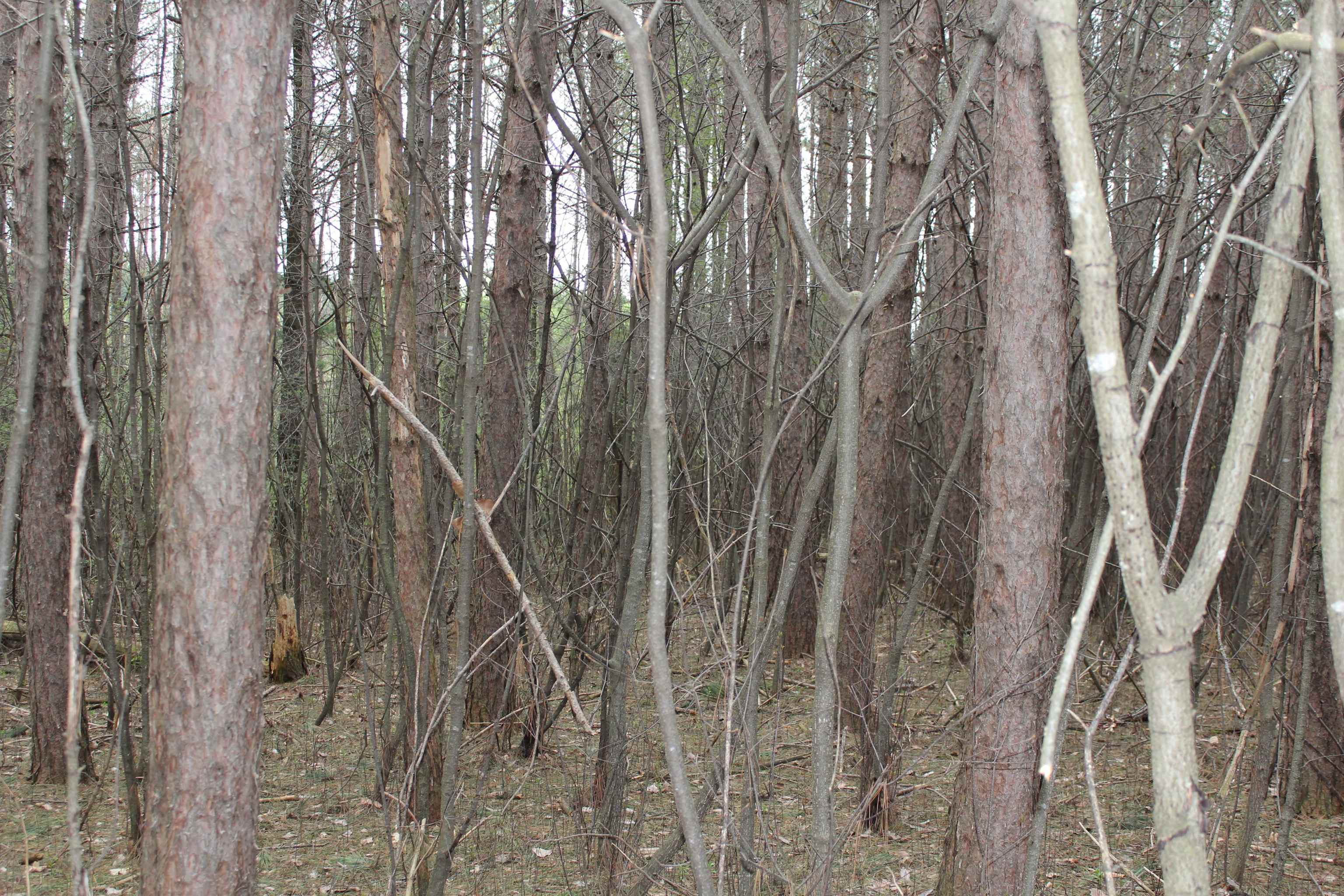 +/-2.8 Acres STATE HIGHWAY 64, Medford, Wisconsin 54451, ,Land,For Sale,+/-2.8 Acres STATE HIGHWAY 64,22204100