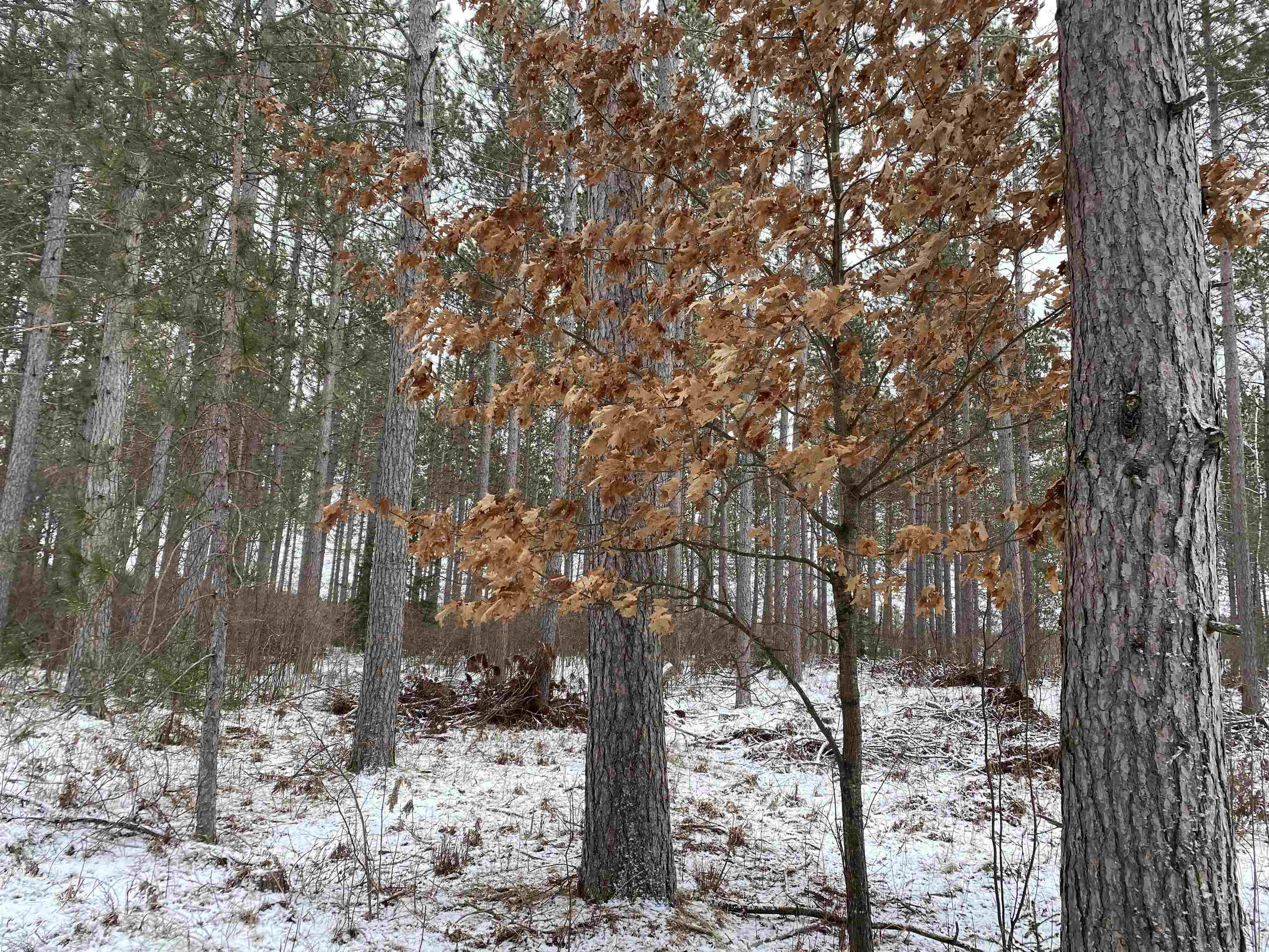 ON RIVER ROAD WEST, Tomahawk, Wisconsin 54487, ,Land,For Sale,ON RIVER ROAD WEST,22232457