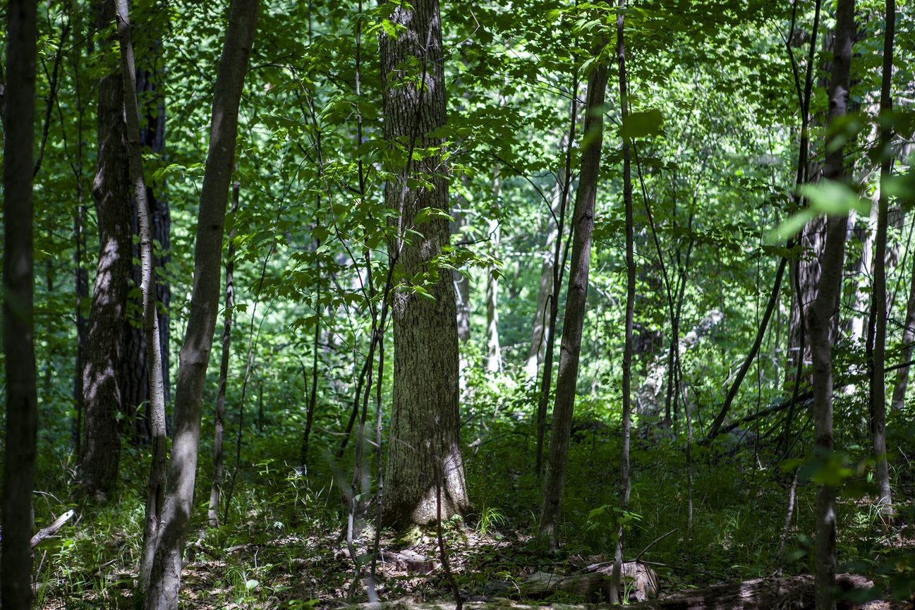 80 Acres COUNTY ROAD V, DEERFIELD, Wisconsin 54943, ,Land,For Sale,80 Acres COUNTY ROAD V,22232685