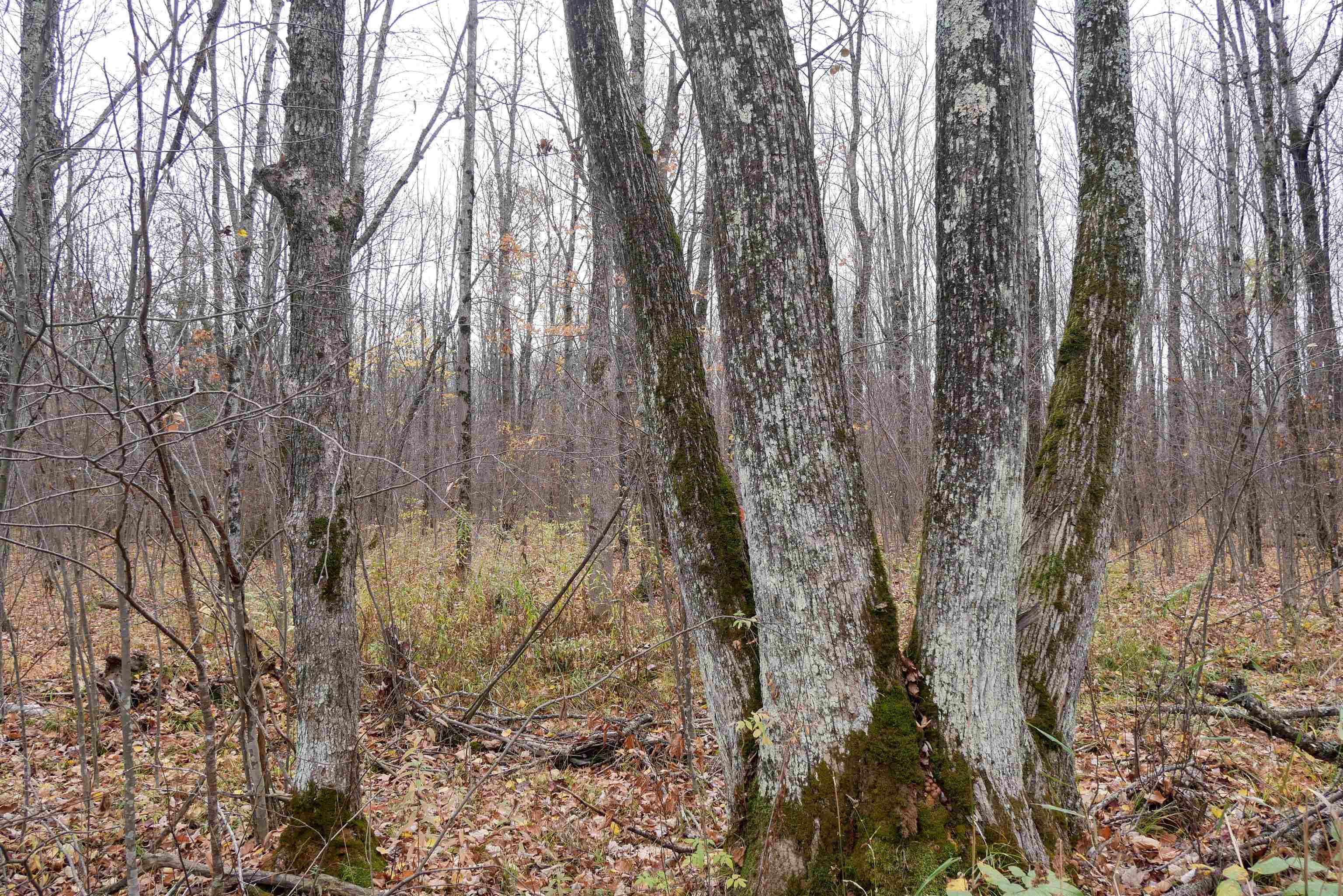 4.70 Acres US HIGHWAY 8, Prentice, Wisconsin 54556, ,Land,For Sale,4.70 Acres US HIGHWAY 8,22235551
