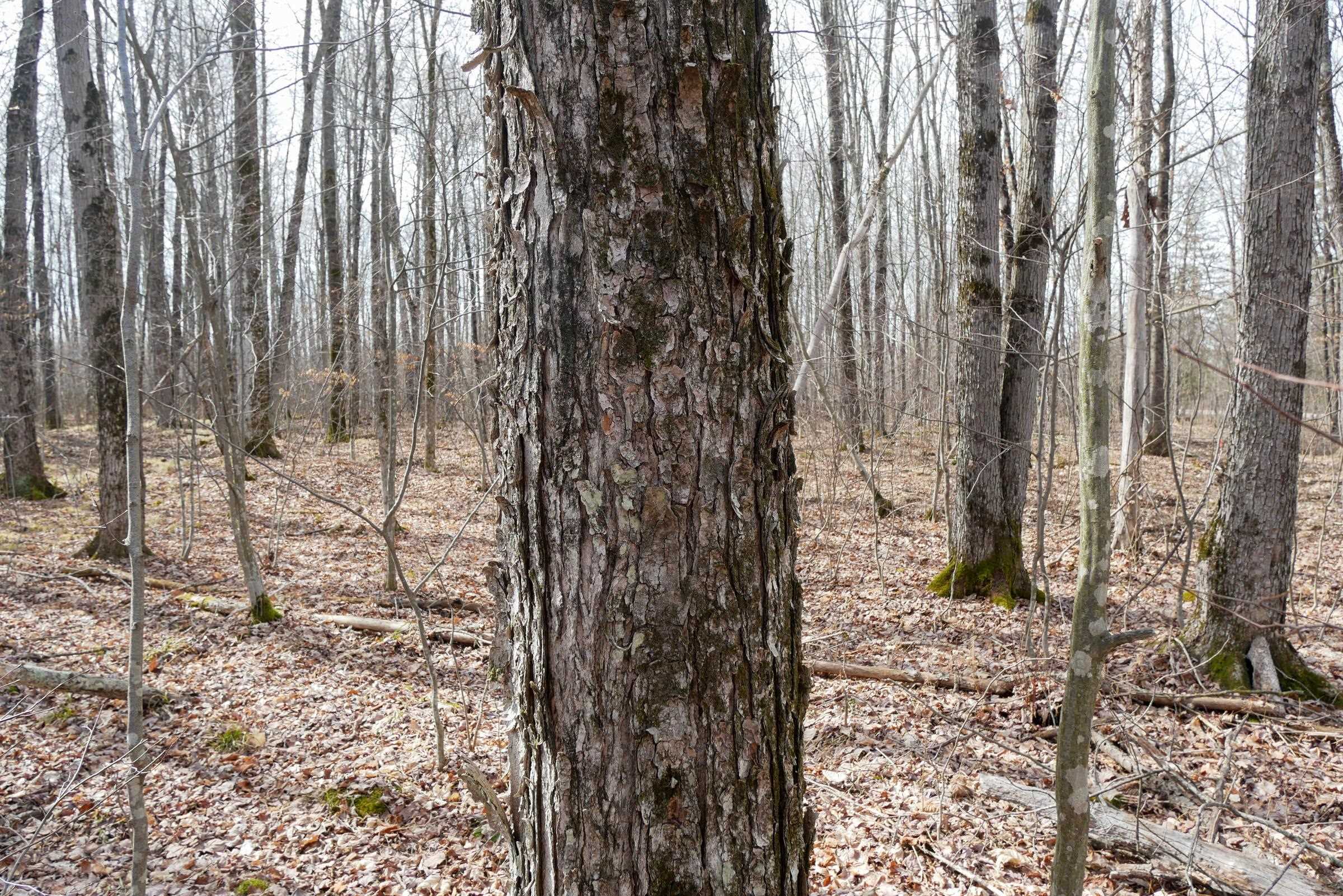 4.70 Acres US HIGHWAY 8, Prentice, Wisconsin 54556, ,Land,For Sale,4.70 Acres US HIGHWAY 8,22235551