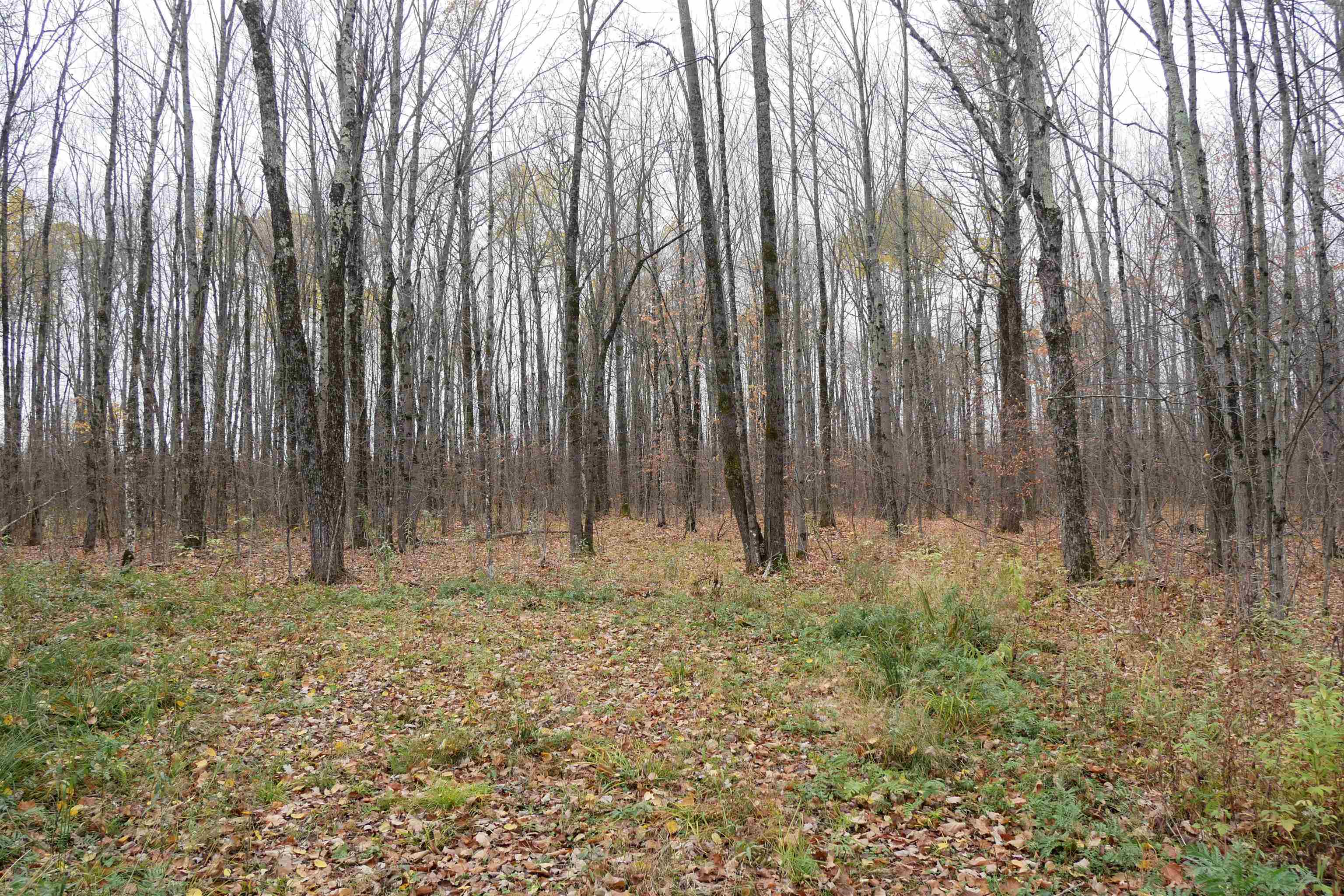 4.70 Acres US HIGHWAY 8, Prentice, Wisconsin 54556, ,Land,For Sale,4.70 Acres US HIGHWAY 8,22235551