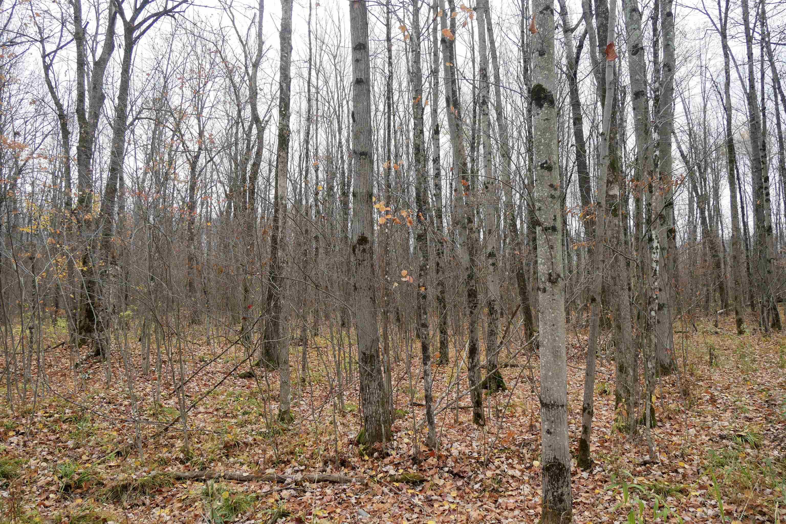 4.70 Acres US HIGHWAY 8, Prentice, Wisconsin 54556, ,Land,For Sale,4.70 Acres US HIGHWAY 8,22235551