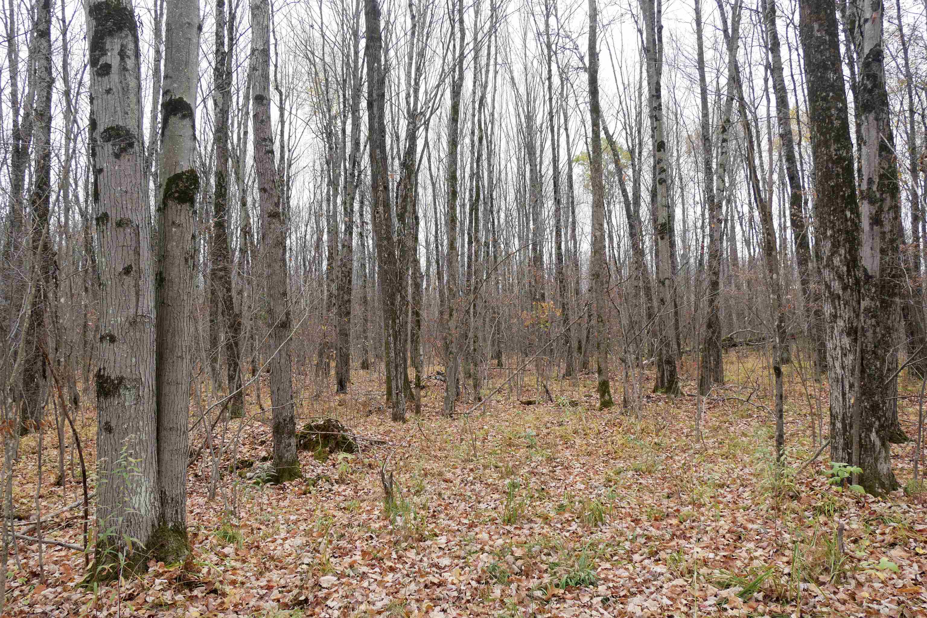 4.70 Acres US HIGHWAY 8, Prentice, Wisconsin 54556, ,Land,For Sale,4.70 Acres US HIGHWAY 8,22235551