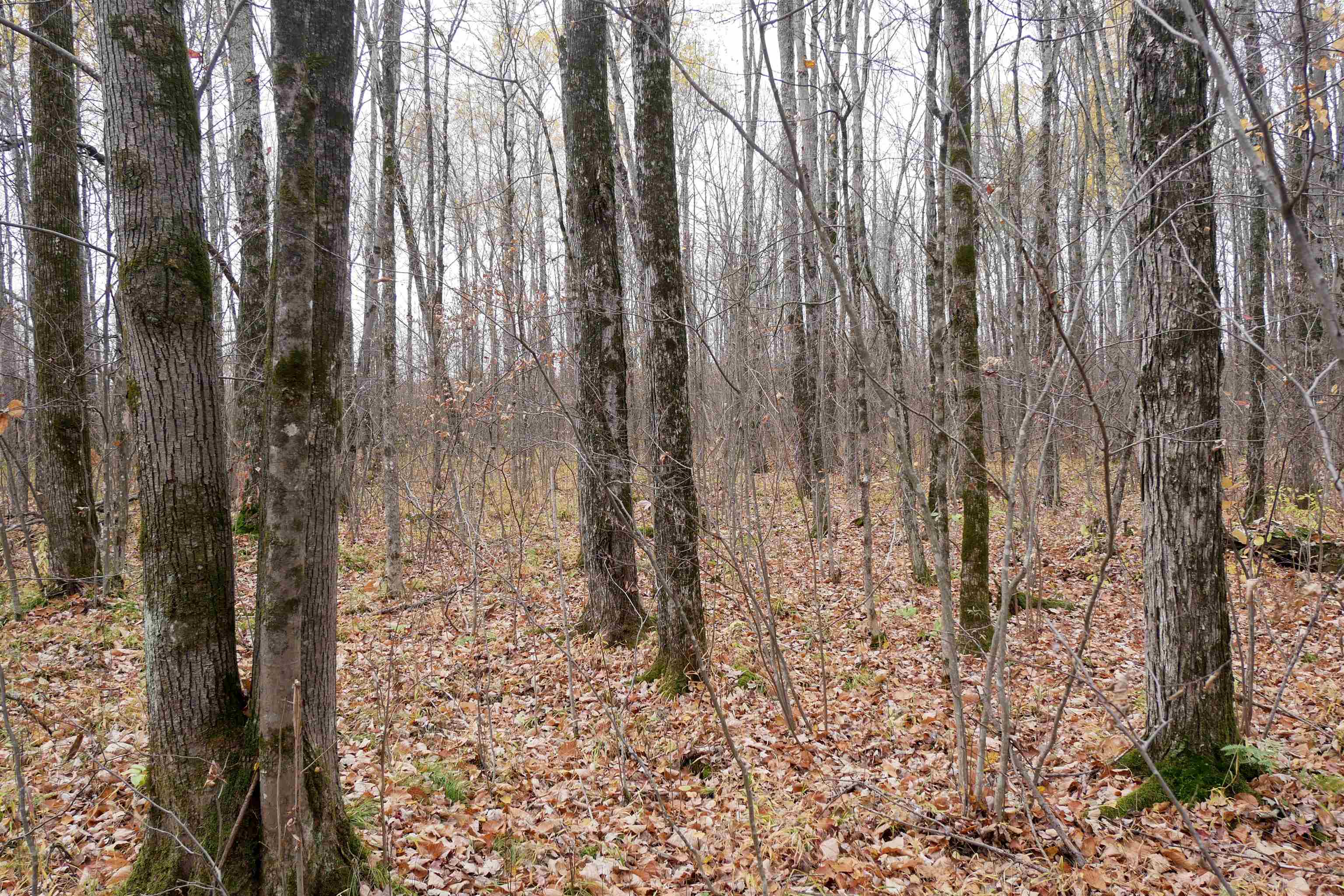 4.70 Acres US HIGHWAY 8, Prentice, Wisconsin 54556, ,Land,For Sale,4.70 Acres US HIGHWAY 8,22235551