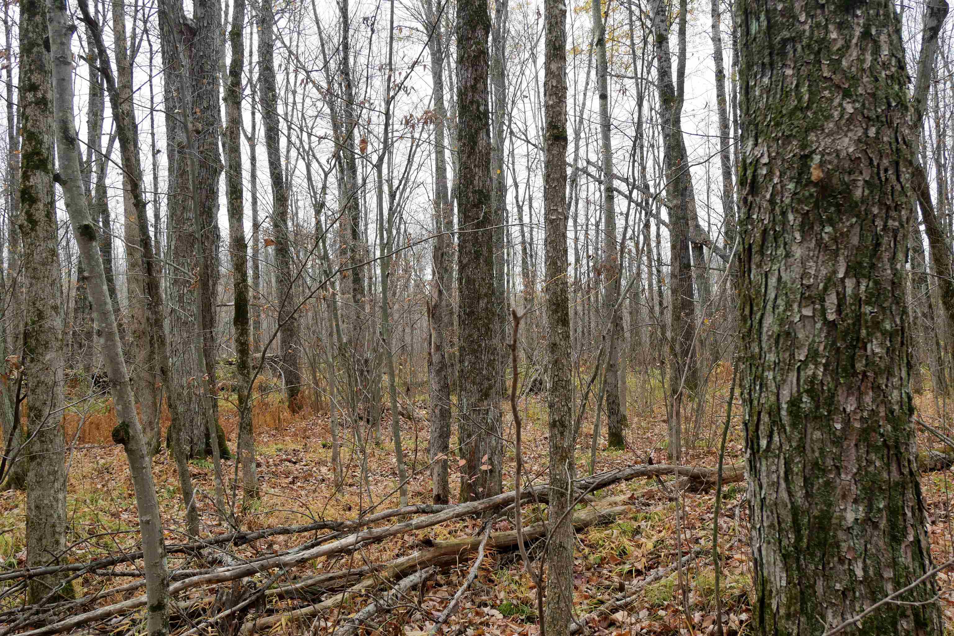 4.70 Acres US HIGHWAY 8, Prentice, Wisconsin 54556, ,Land,For Sale,4.70 Acres US HIGHWAY 8,22235551