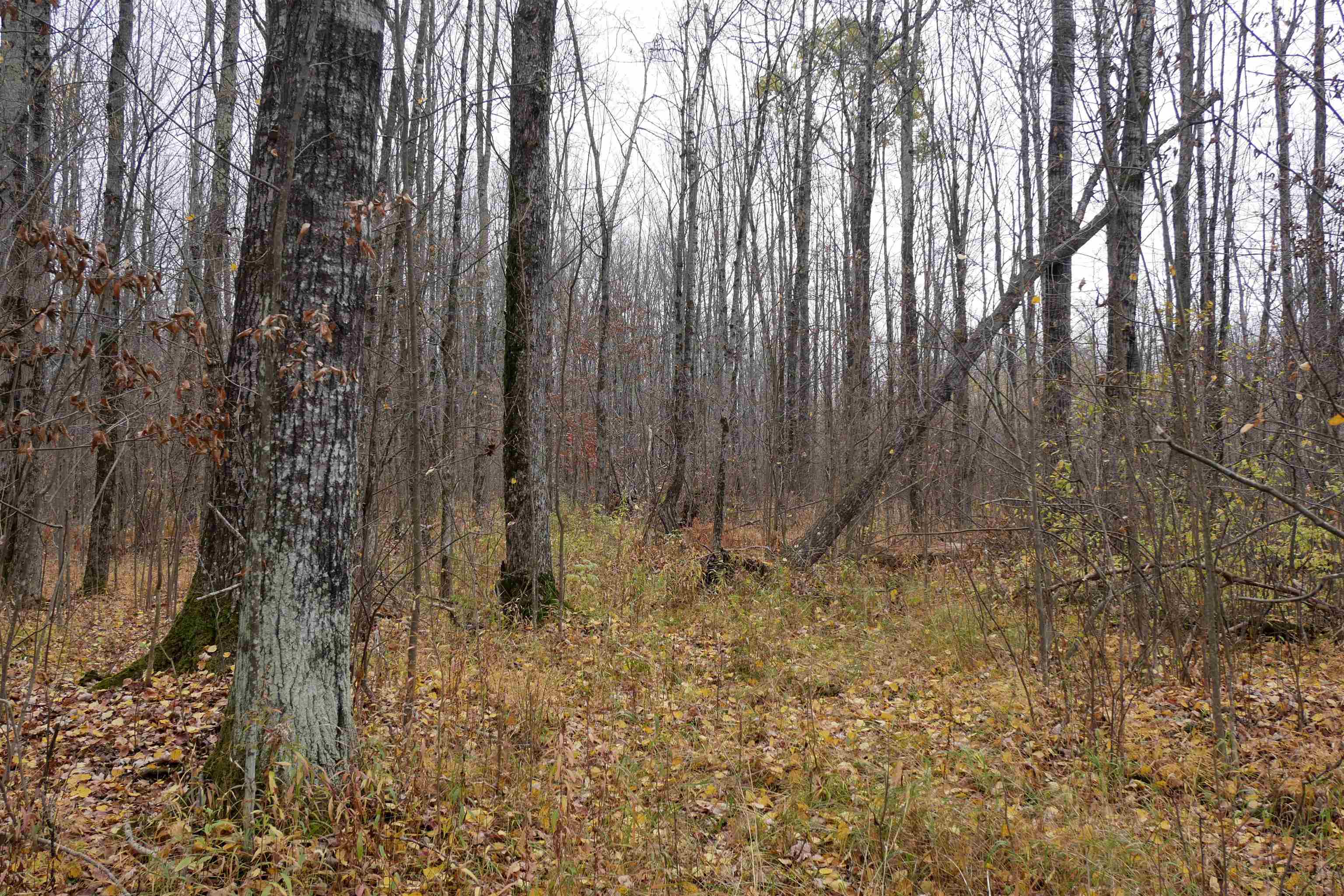 4.70 Acres US HIGHWAY 8, Prentice, Wisconsin 54556, ,Land,For Sale,4.70 Acres US HIGHWAY 8,22235551