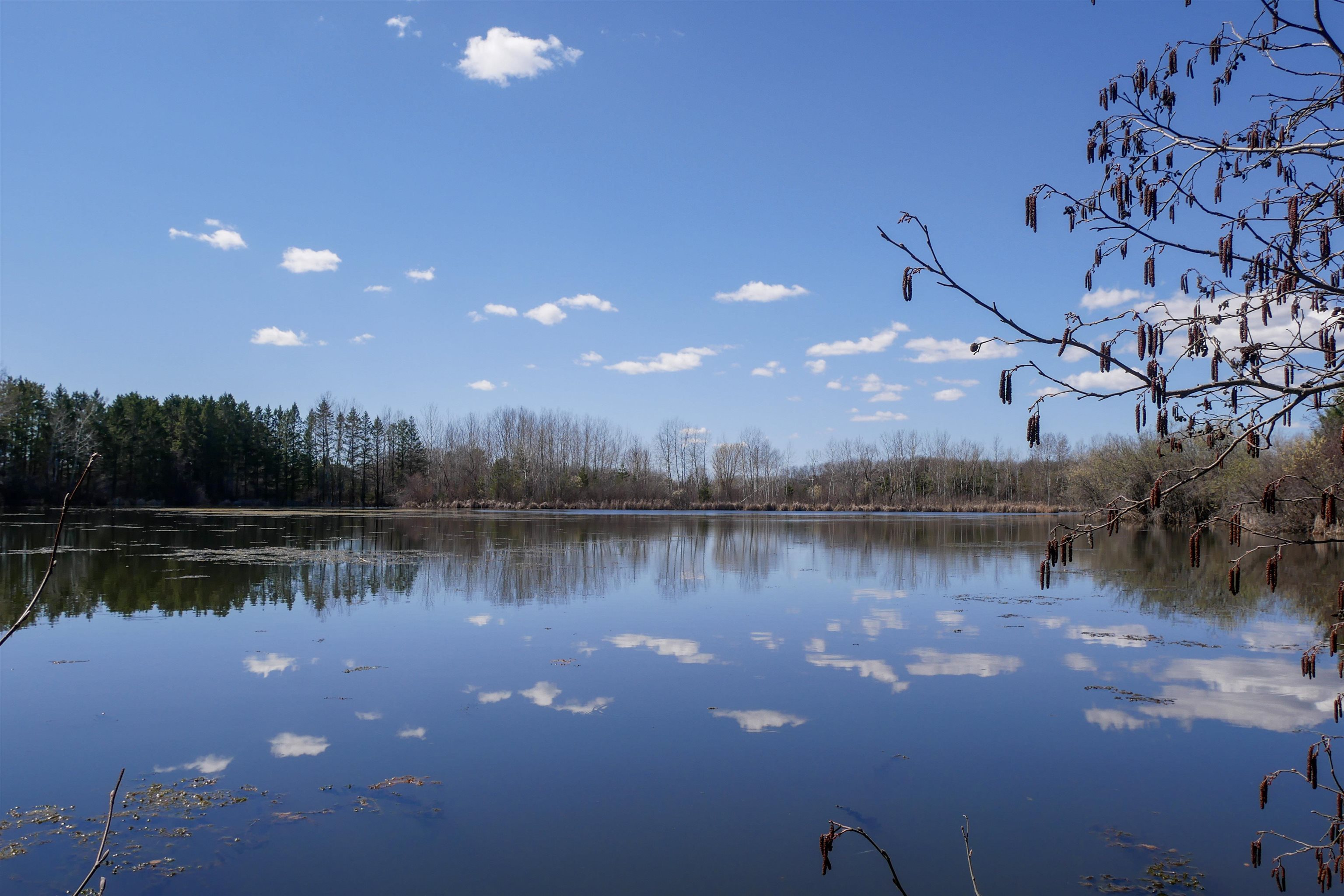 +/- 56.37 Acres COUNTY ROAD O, Medford, Wisconsin 54451, ,Land,For Sale,+/- 56.37 Acres COUNTY ROAD O,22400423