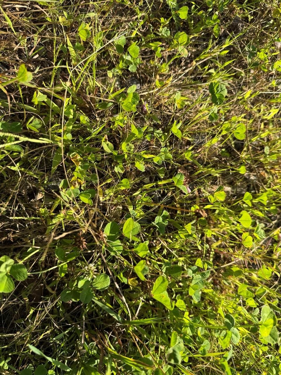 11013 W BURR OAK ROAD, Kennan, Wisconsin 54537, ,Land,For Sale,11013 W BURR OAK ROAD,22401503