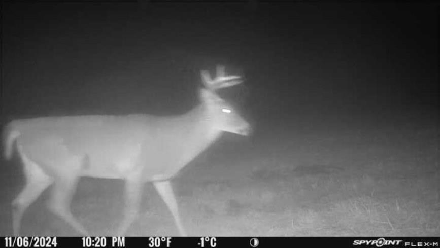 11013 W BURR OAK ROAD, Kennan, Wisconsin 54537, ,Land,For Sale,11013 W BURR OAK ROAD,22401503