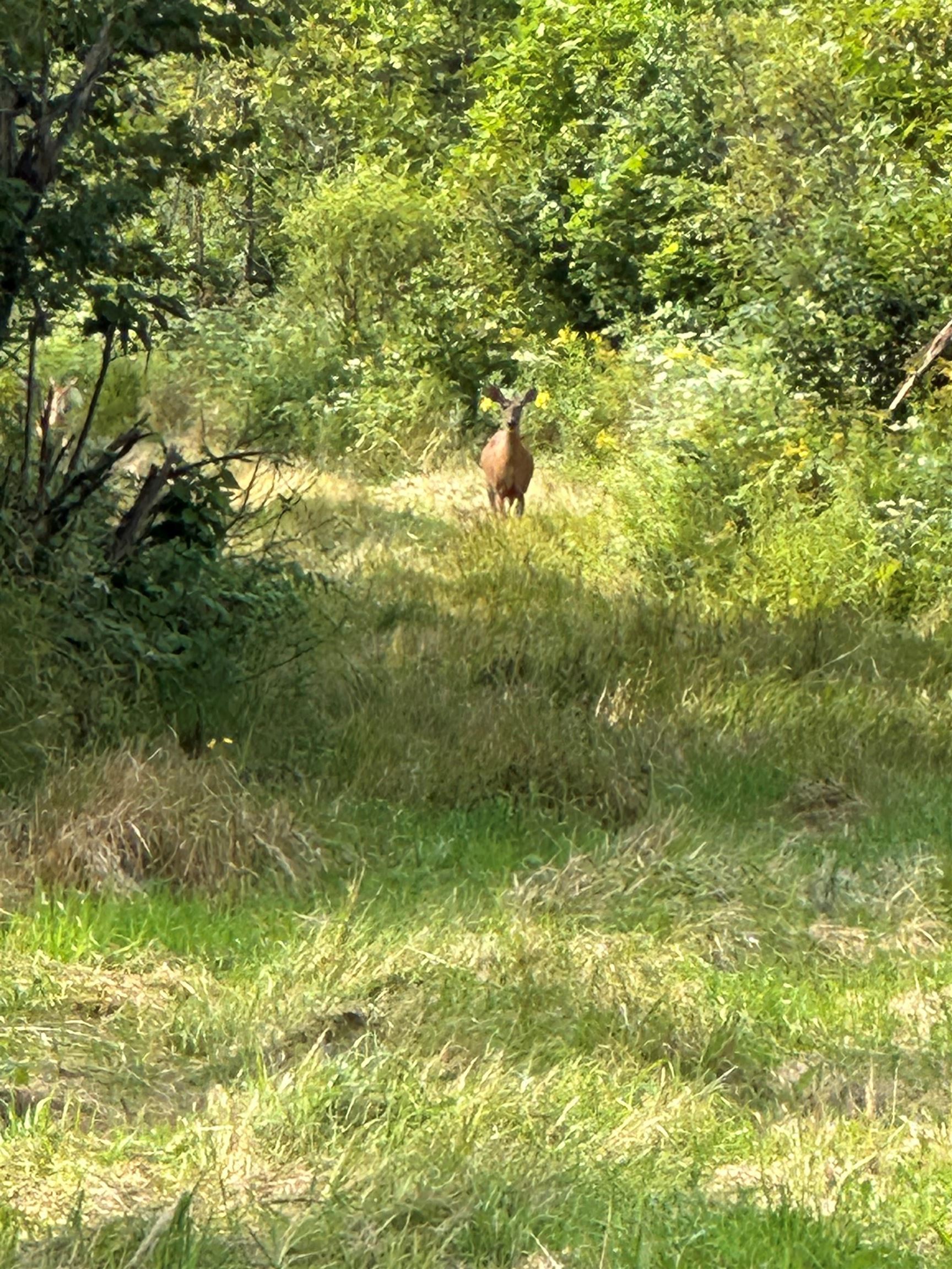 11013 W BURR OAK ROAD, Kennan, Wisconsin 54537, ,Land,For Sale,11013 W BURR OAK ROAD,22401503