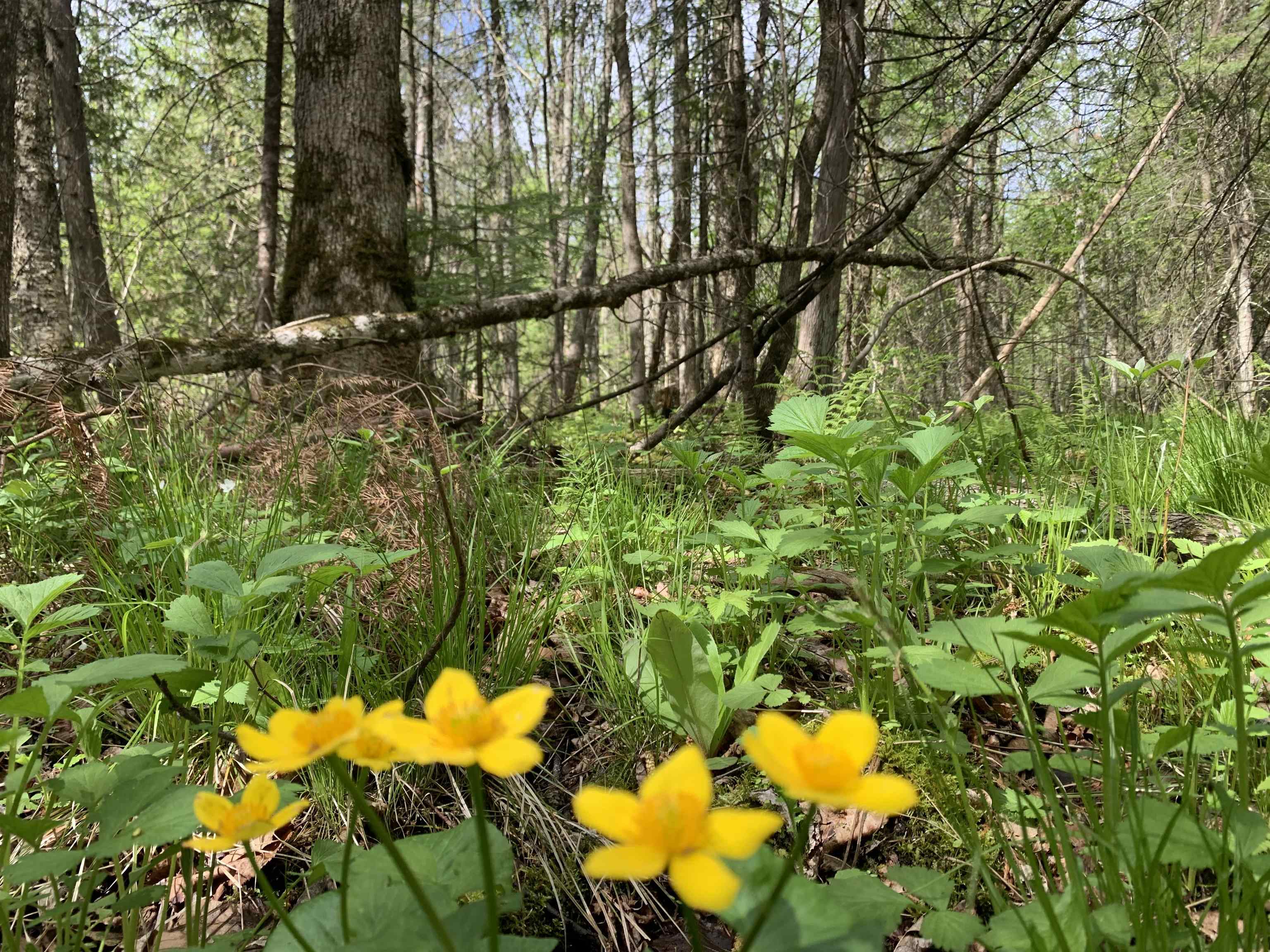 STADIUM ROAD, Brantwood, Wisconsin 54513, ,Land,For Sale,STADIUM ROAD,22401553