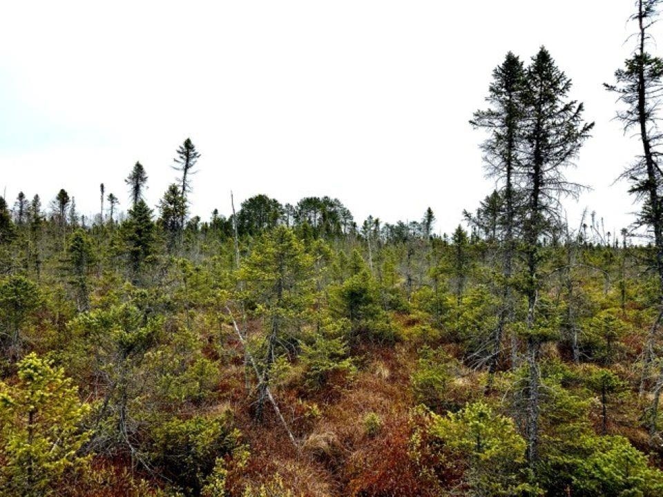 NO NAME ROAD, Phillips, Wisconsin 54555, ,Land,For Sale,NO NAME ROAD,22401702