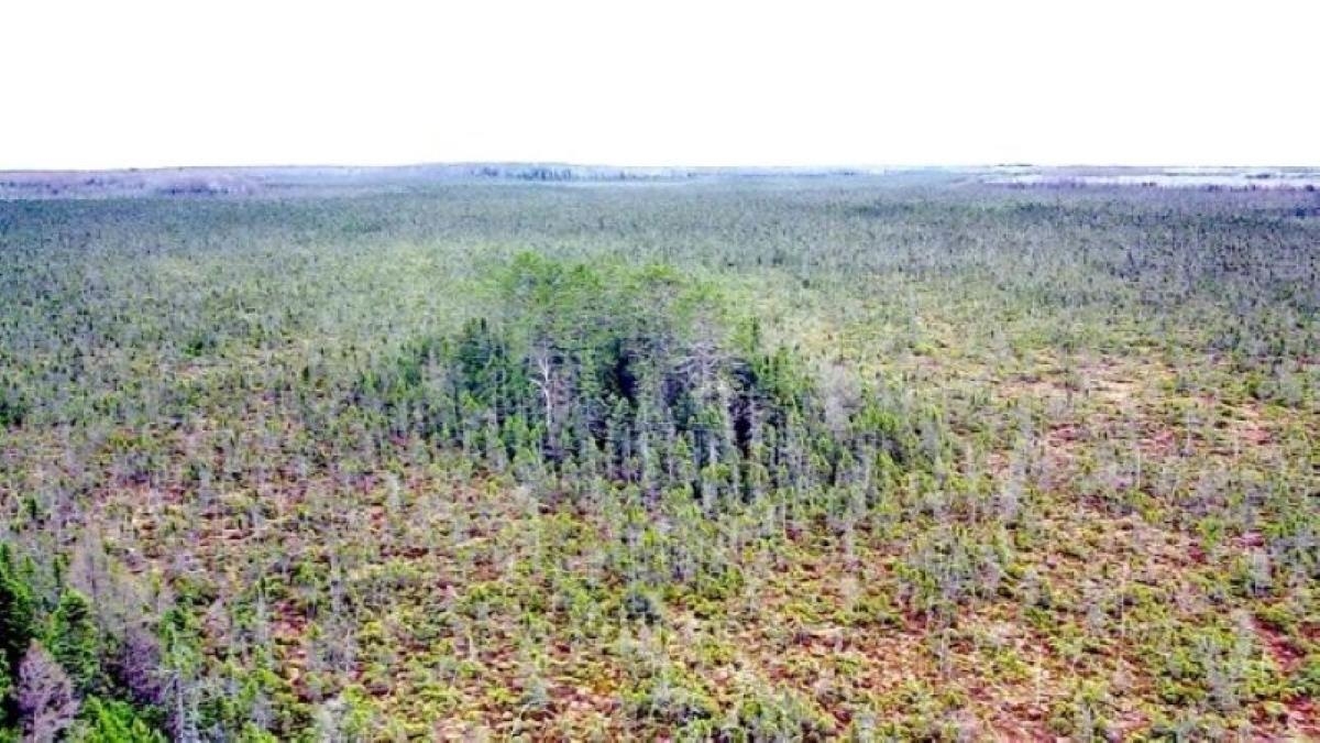 NO NAME ROAD, Phillips, Wisconsin 54555, ,Land,For Sale,NO NAME ROAD,22401702