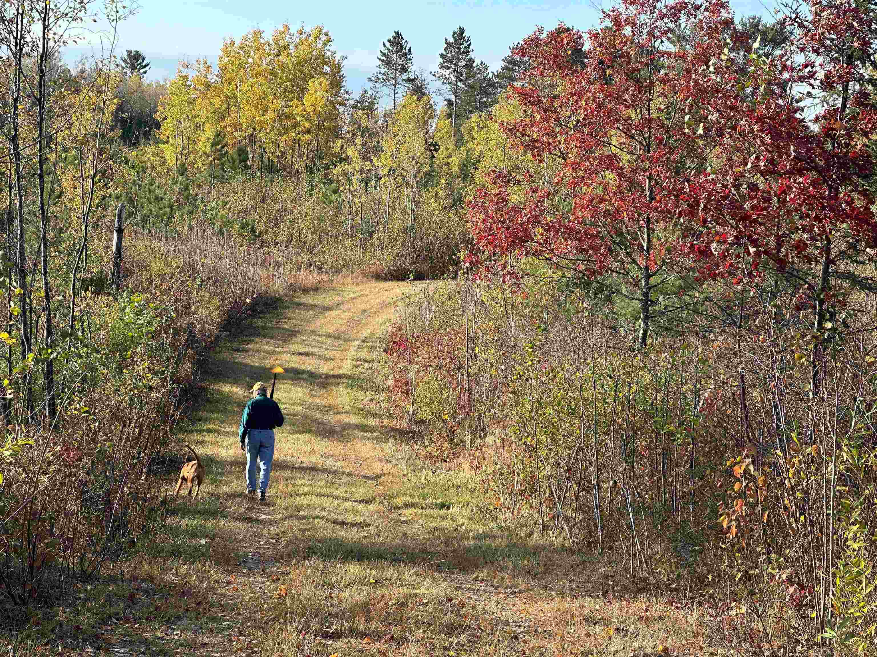Near ROCKY RUN ROAD, Harshaw, Wisconsin 54529, ,Land,For Sale,Near ROCKY RUN ROAD,22401917