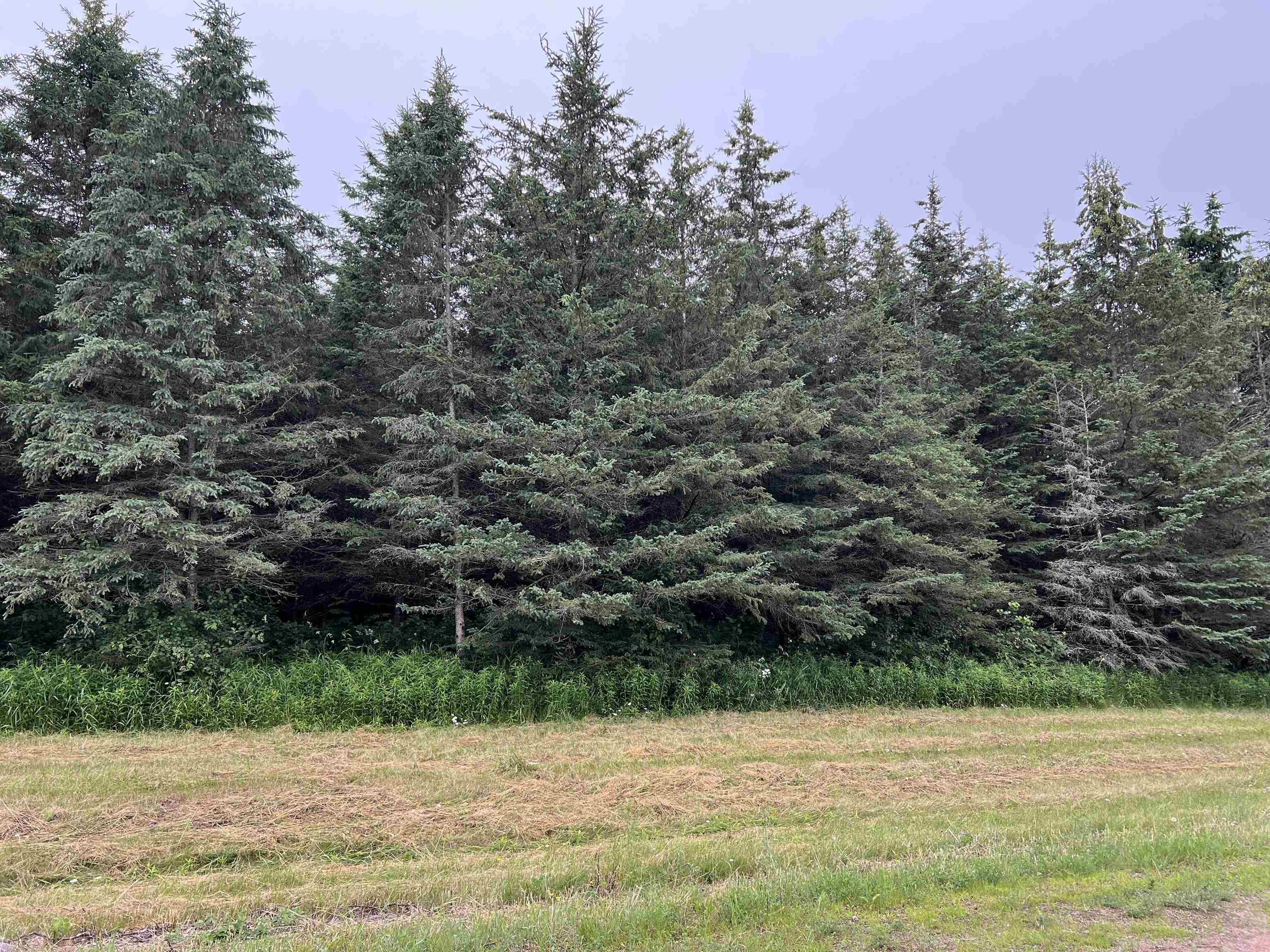 Lot 5 SUE ALAN DRIVE, Wittenberg, Wisconsin 54499, ,Land,For Sale,Lot 5 SUE ALAN DRIVE,22403734
