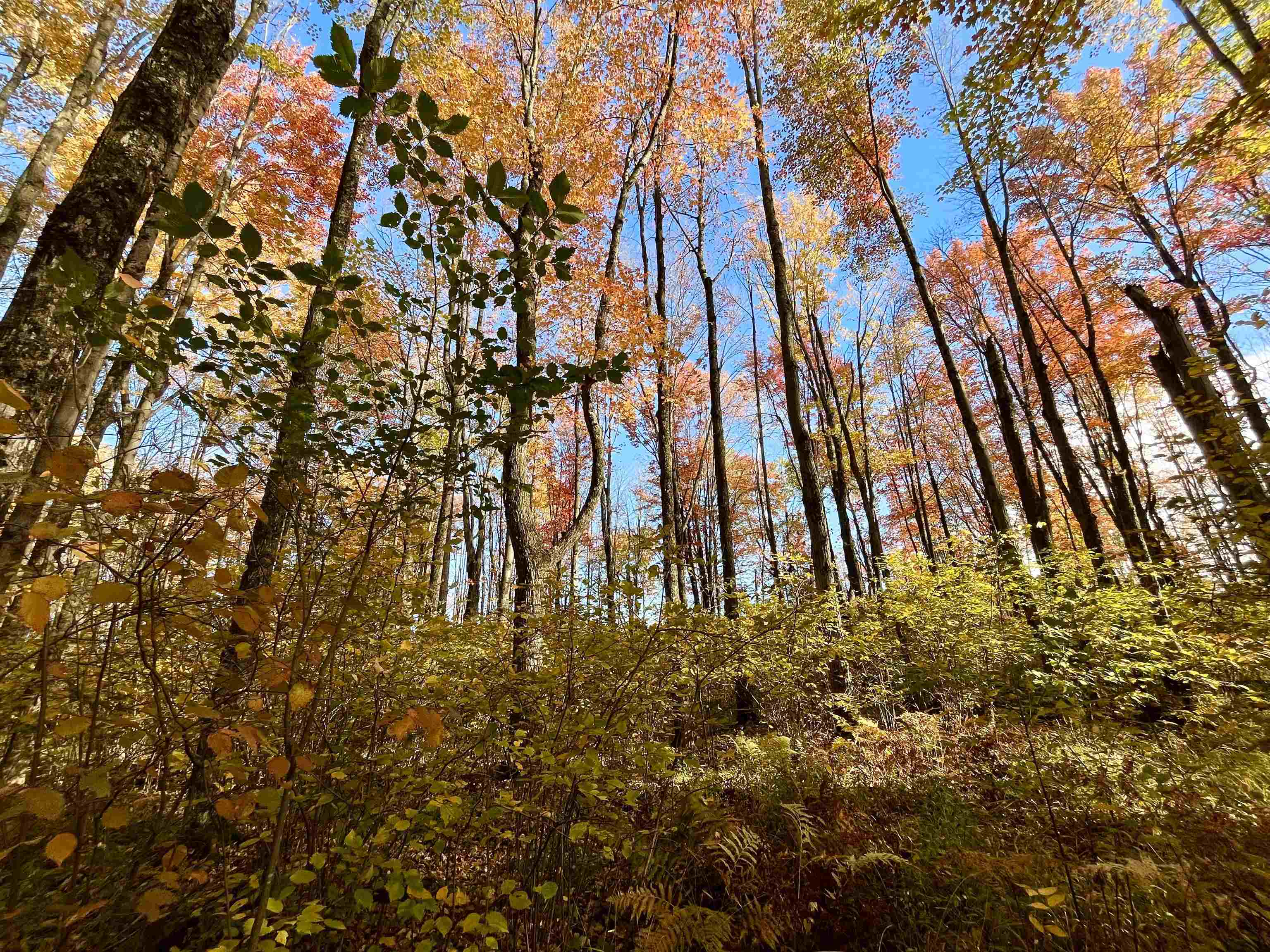 N5104 PASS ROAD, Catawba, Wisconsin 54515, ,Land,For Sale,N5104 PASS ROAD,22404843