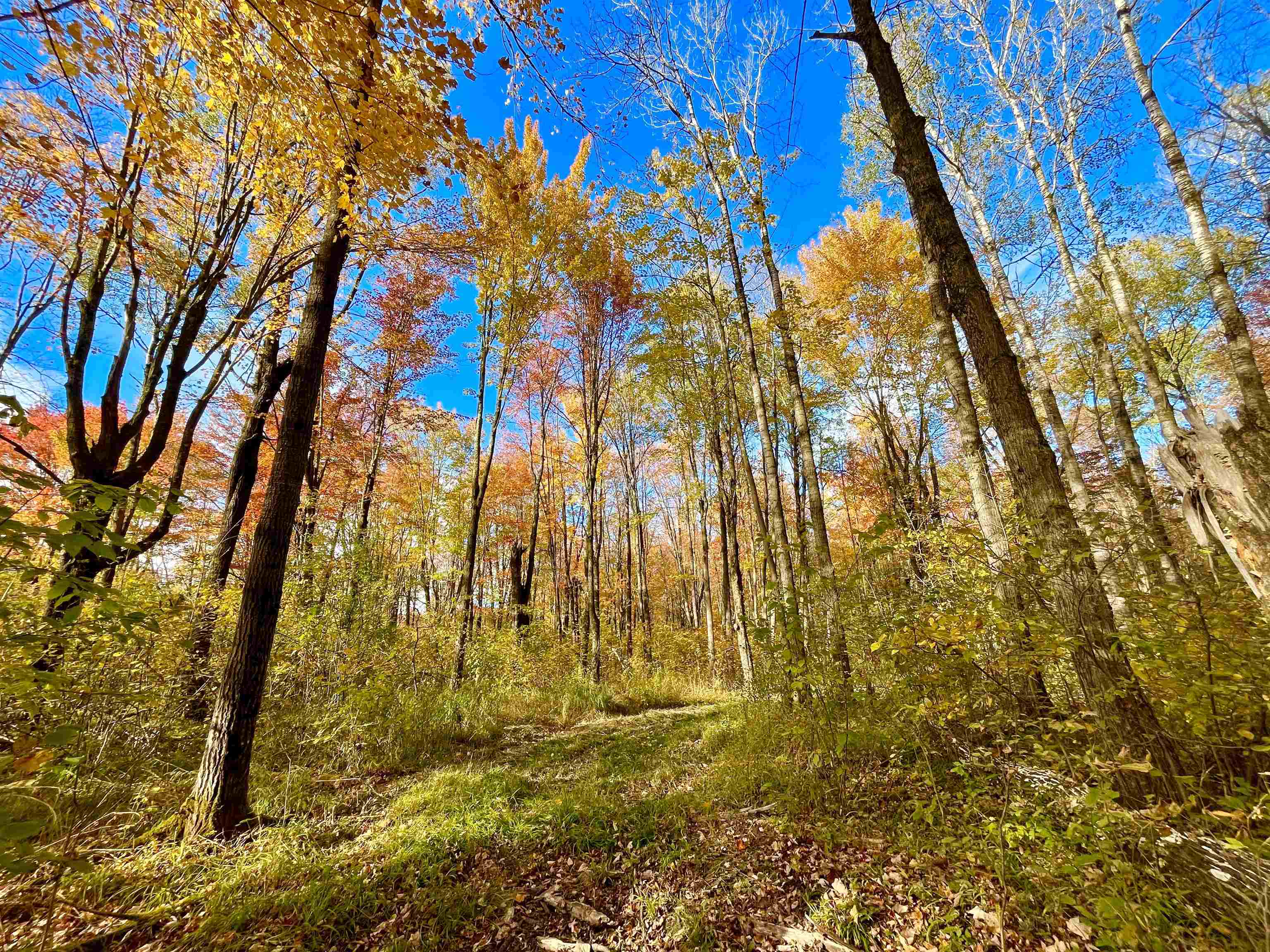 N5104 PASS ROAD, Catawba, Wisconsin 54515, ,Land,For Sale,N5104 PASS ROAD,22404843