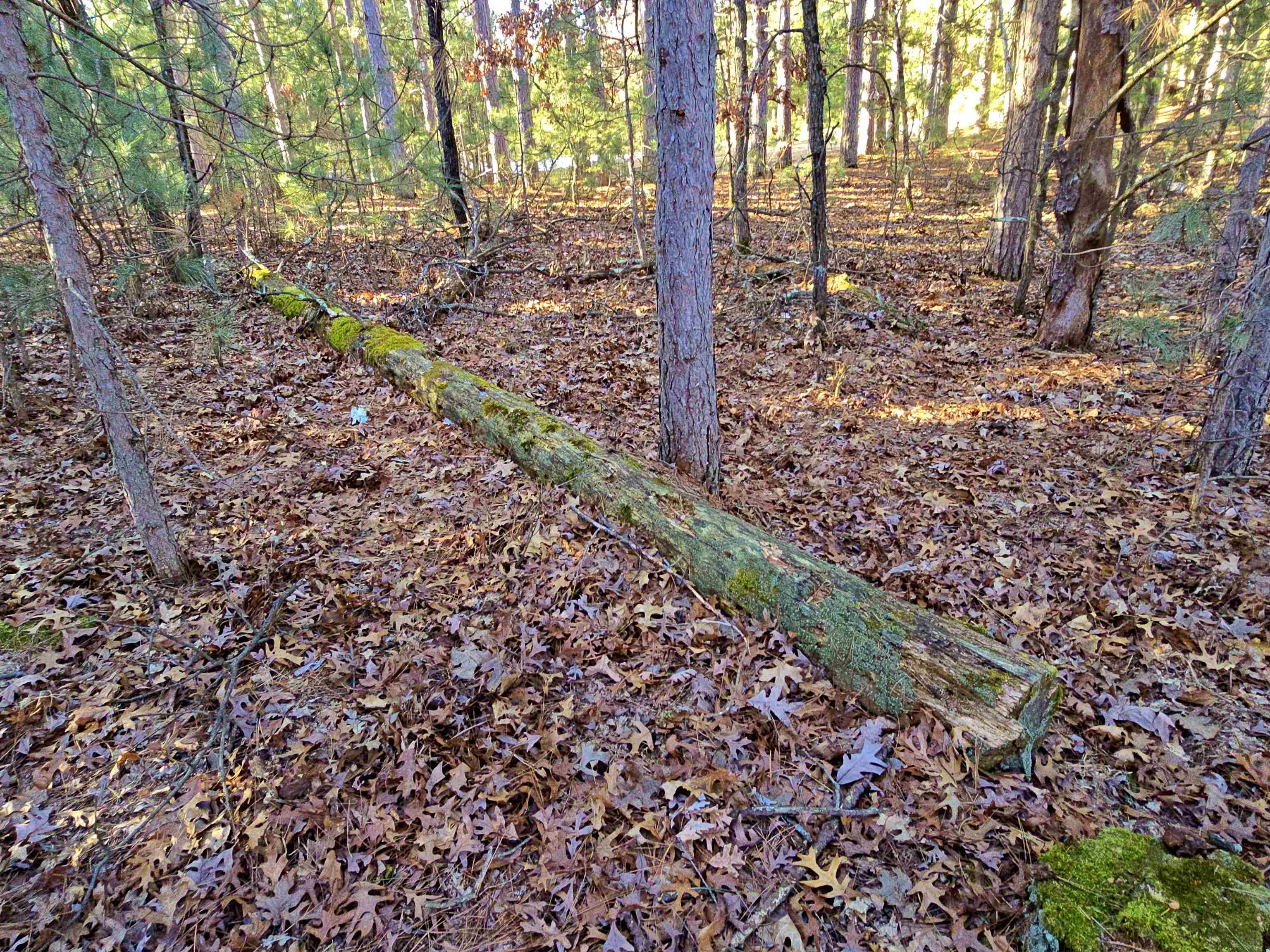 1989 8TH AVENUE, Friendship, Wisconsin 53934, ,Land,For Sale,1989 8TH AVENUE,22500517