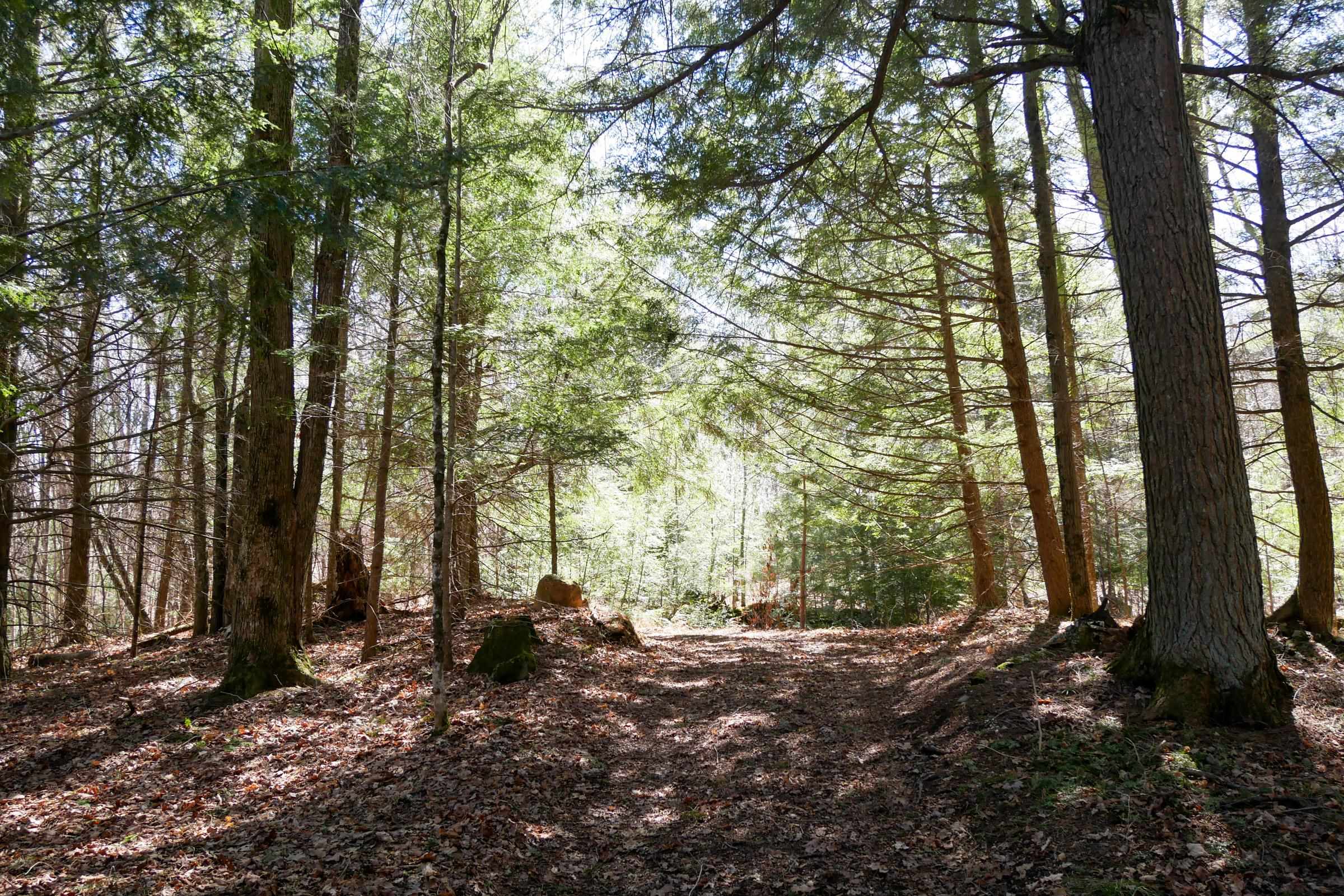 N5317 COUNTY ROAD E, Medford, Wisconsin 54451, ,Land,For Sale,N5317 COUNTY ROAD E,22501141